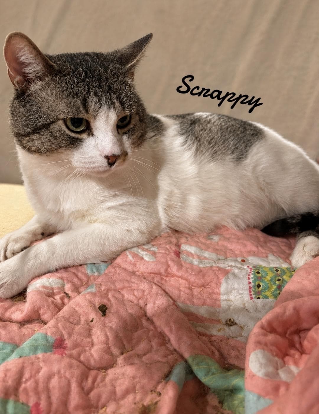 Scrappy