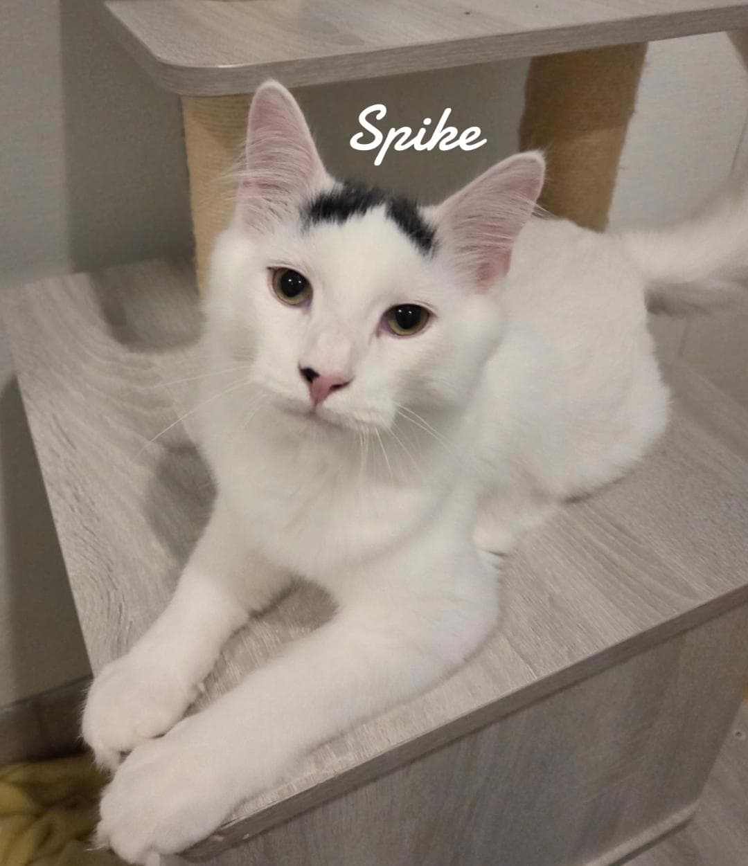 Spike