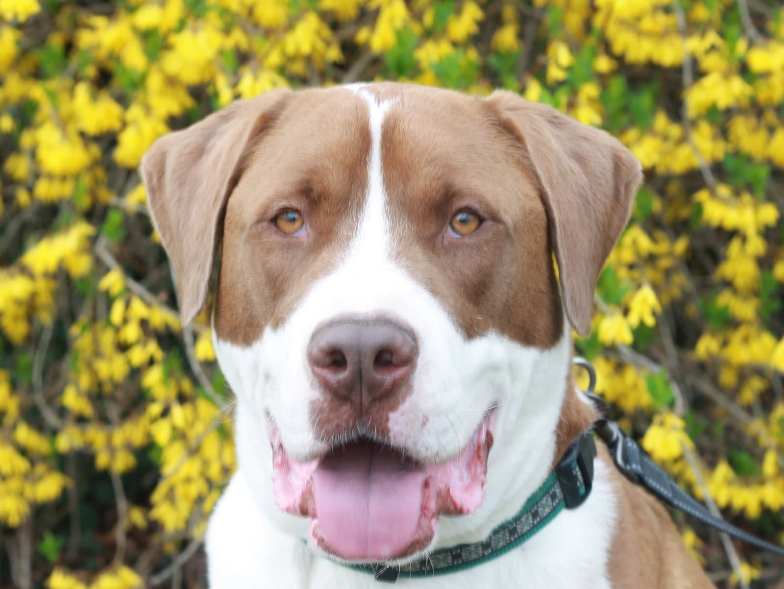 Finn - MEET ME @ PETCO 10/3!