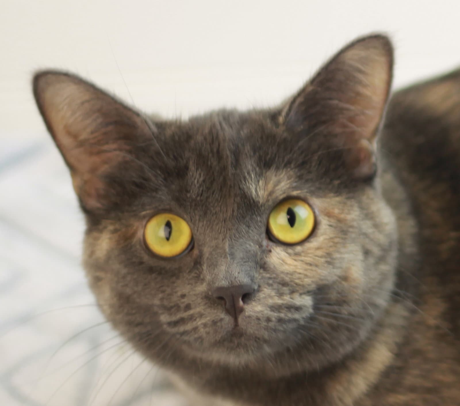 Paige - Adopt me for $25!!!!!