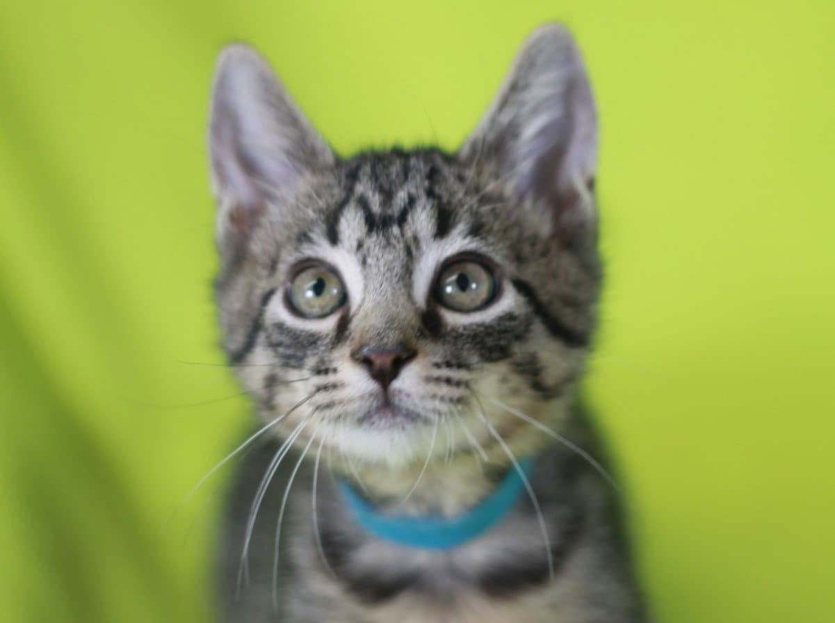 Cash - SEE ME @ PETCO!