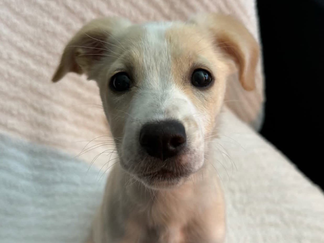Biscuit - MEET ME @ PETCO 10/3!