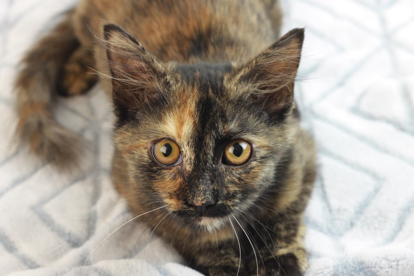 Alice - SEE ME @ PETCO 10/3!
