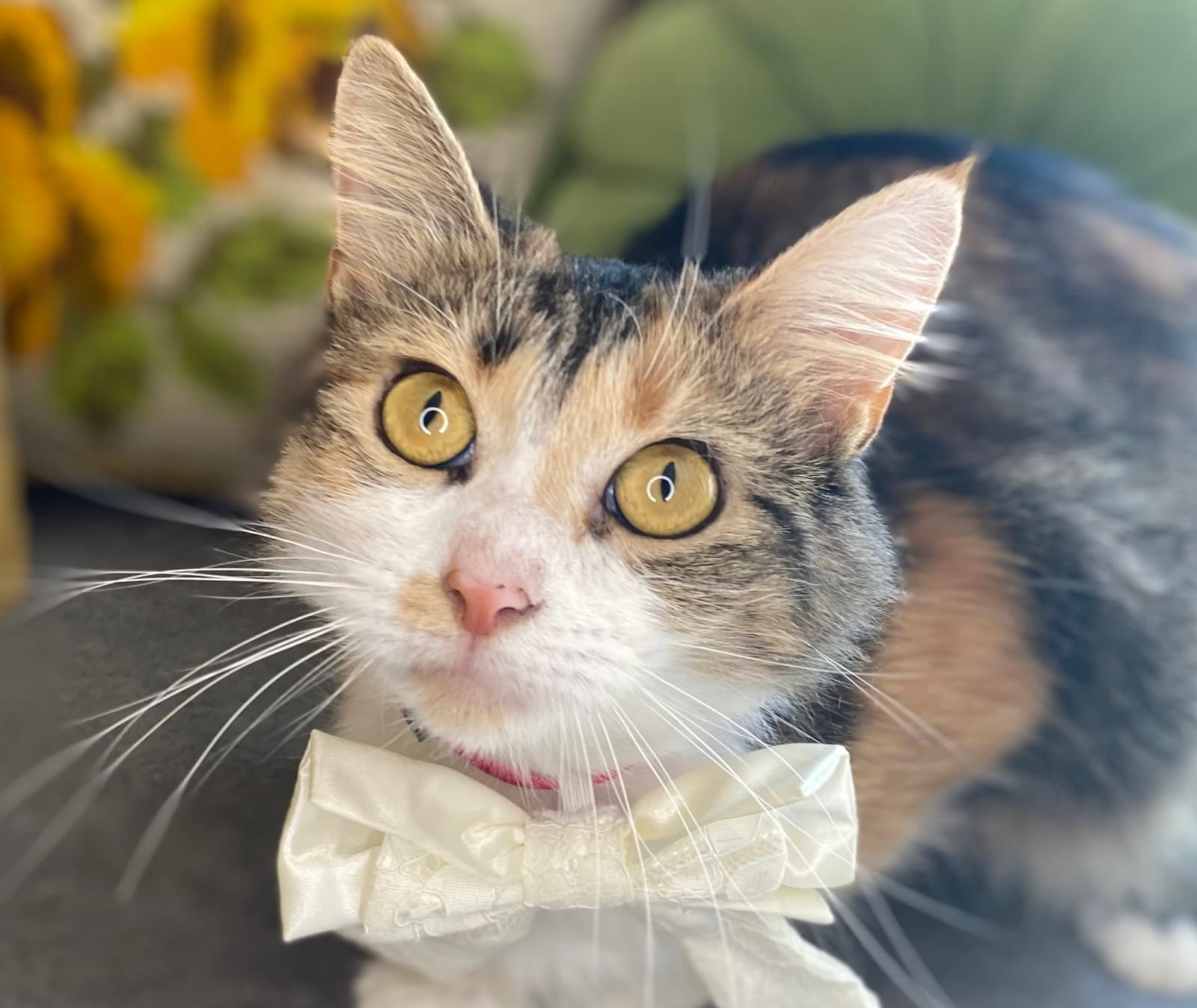 Winnie - MEET ME @ PETCO 10/3!