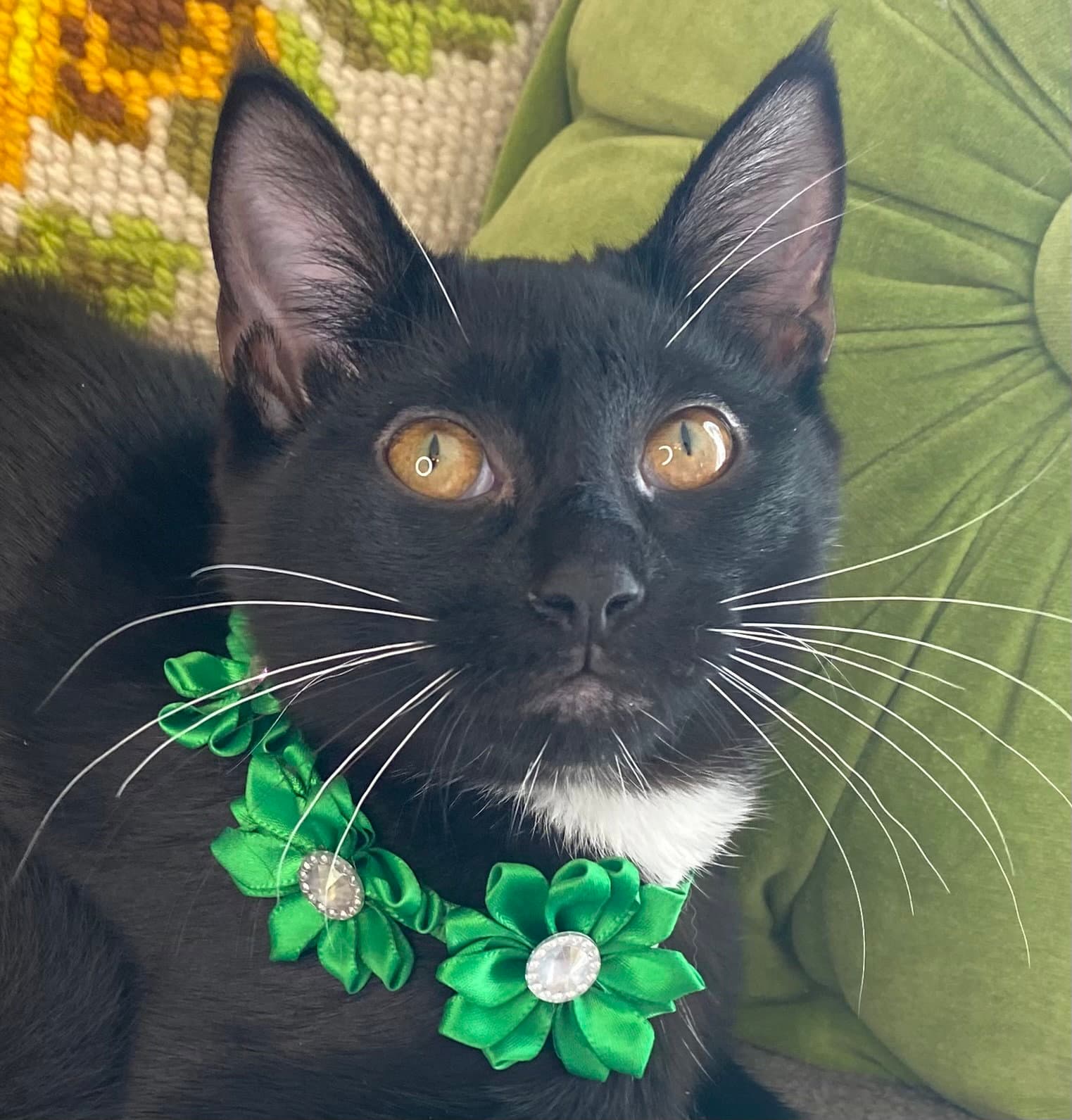 Winona - SEE ME @ PETCO!