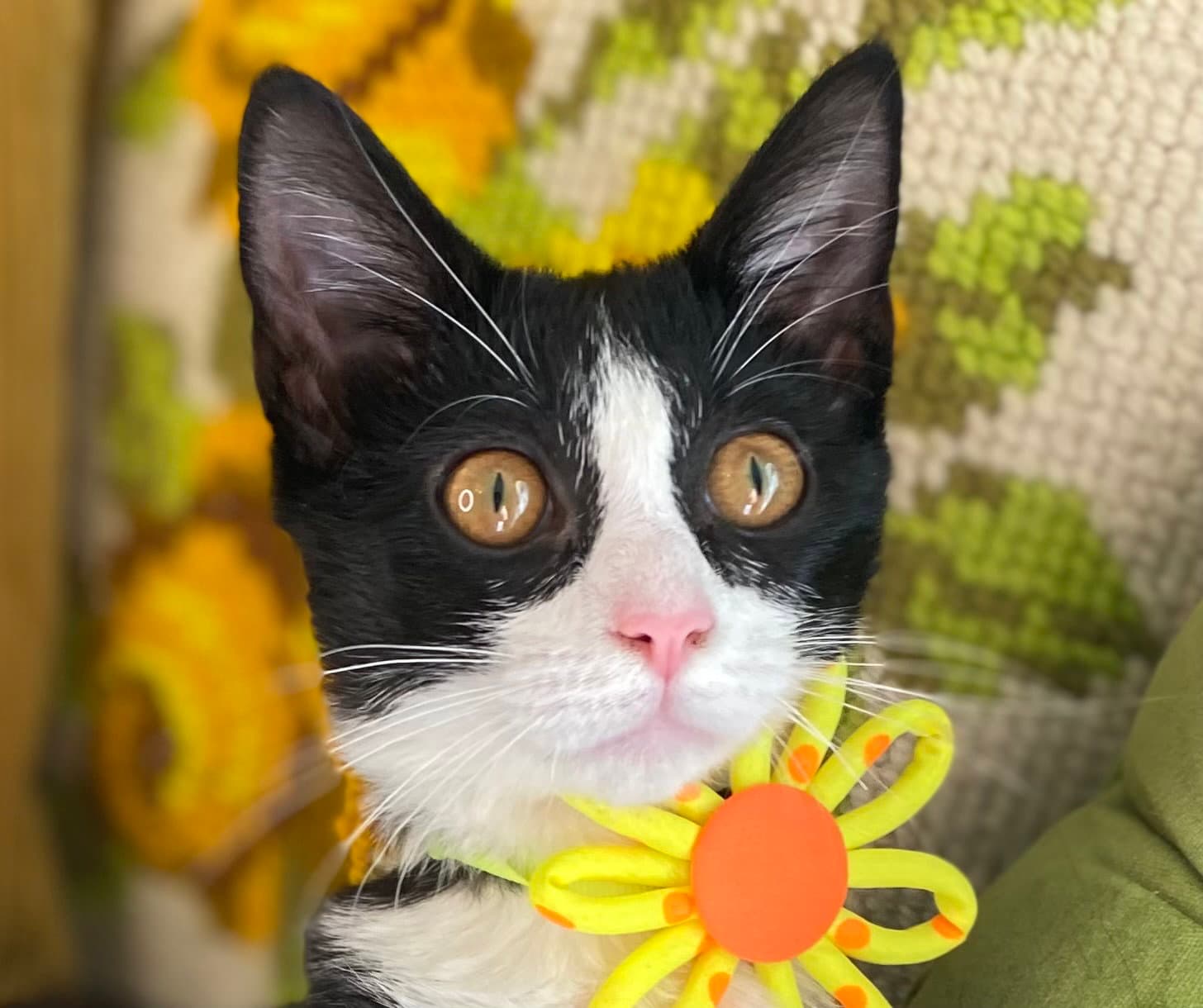 Wilhelmina - SEE ME @ PETCO!