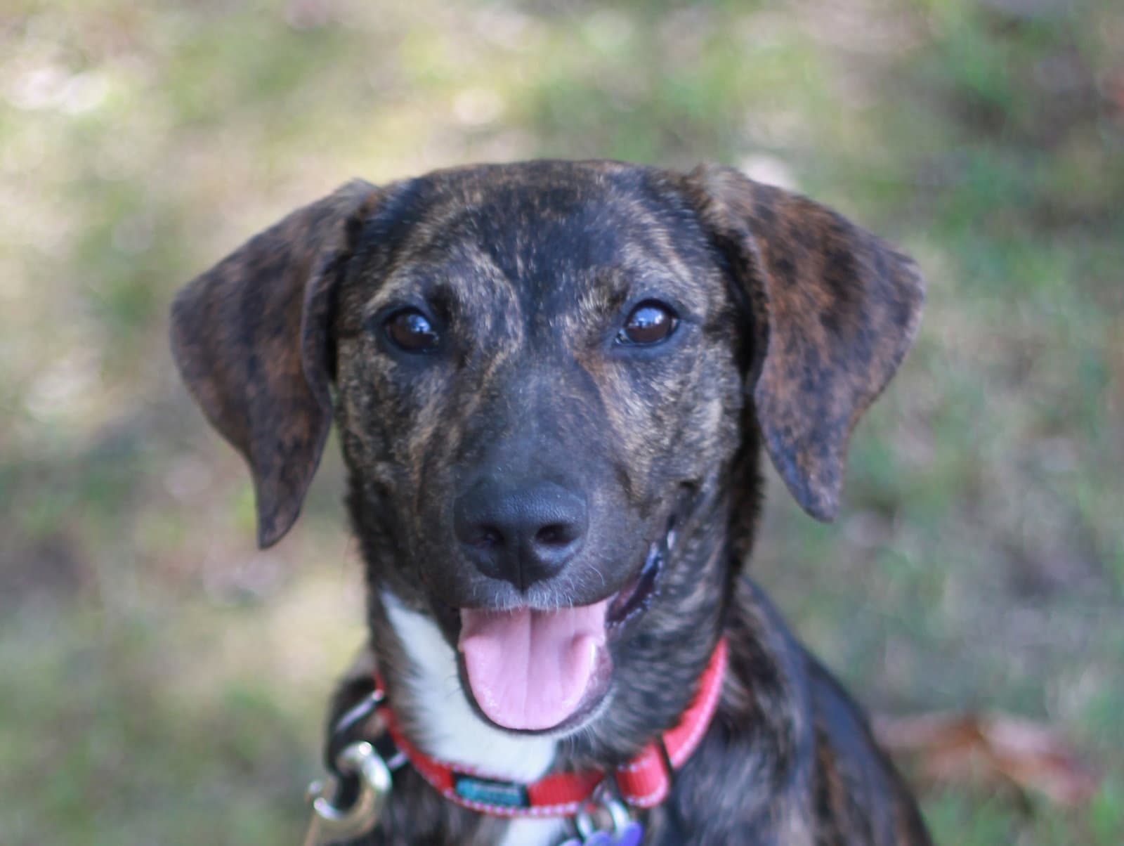 Noel - MEET ME @ PETCO 10/3!