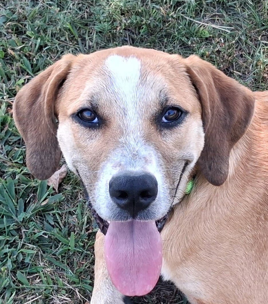 Gunner - MEET ME @ PETCO 10/3!