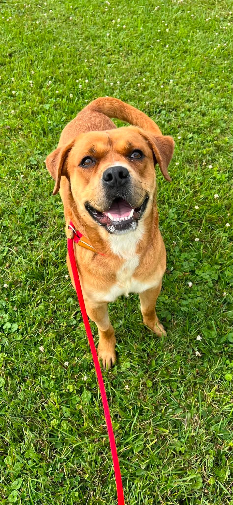 Pound Dog-Otis #190694-Courtesy Listing