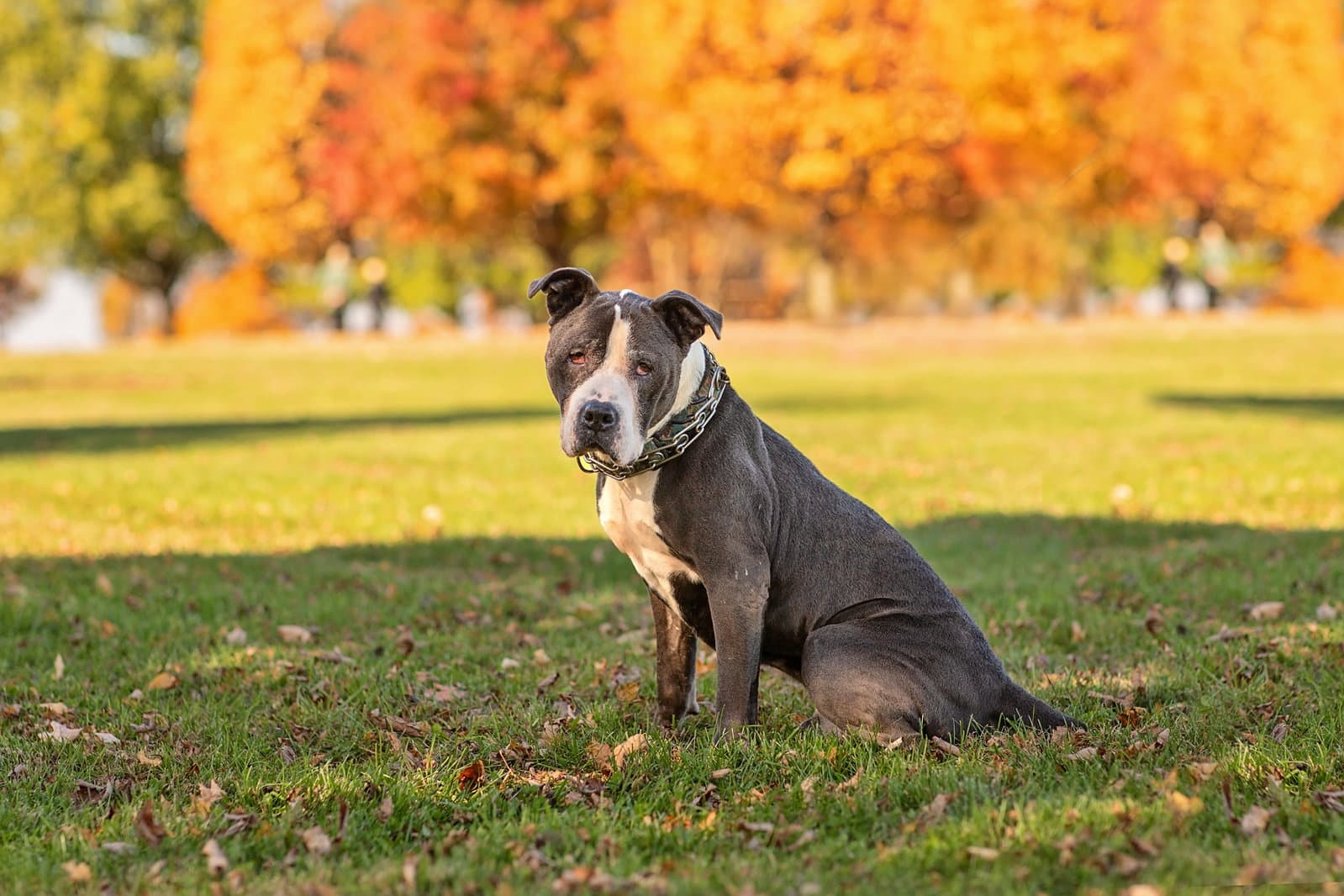 Rocky *foster needed*