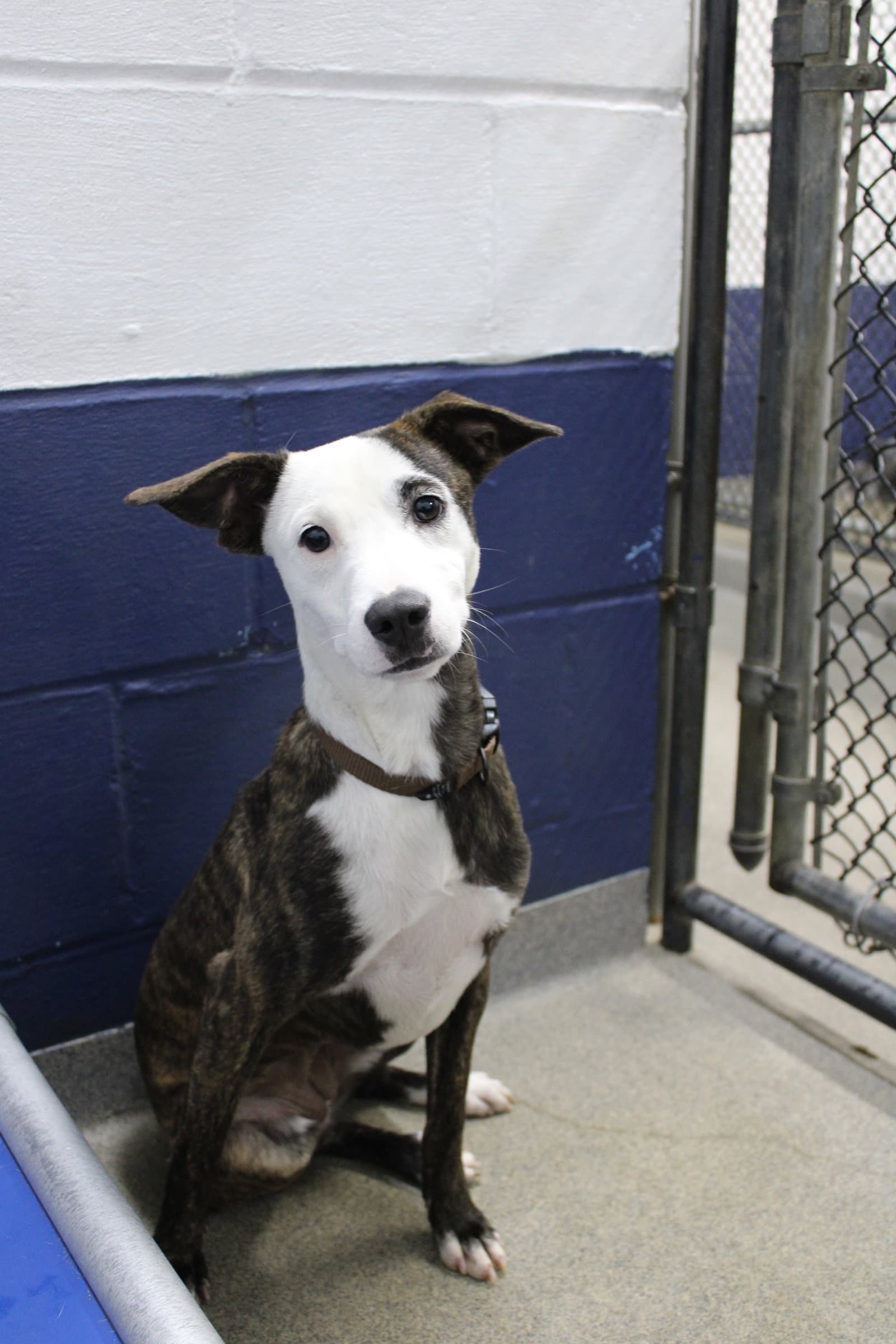 Oreo 7mo - older kids pls