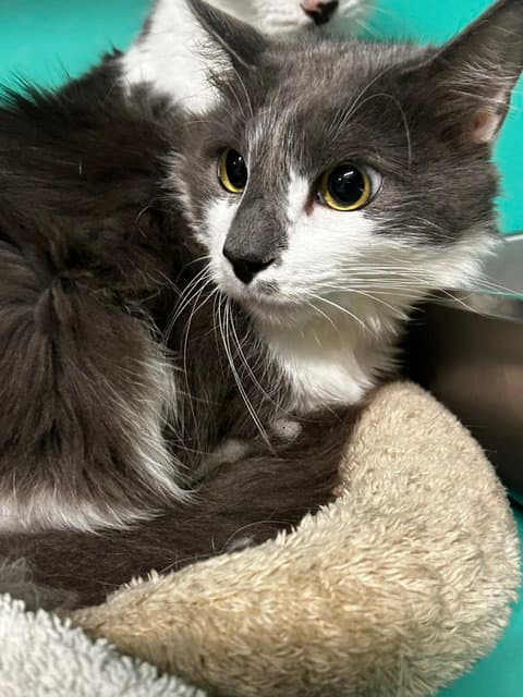 Hazel 4yrs male