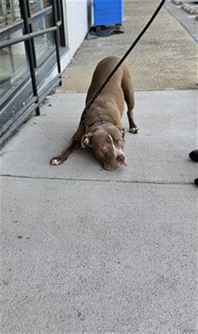 Biscuit