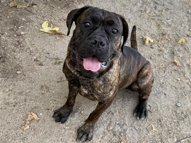 ALI