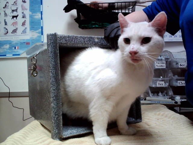 SNOWBALL