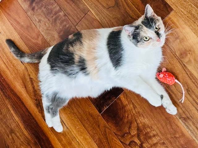 Masala