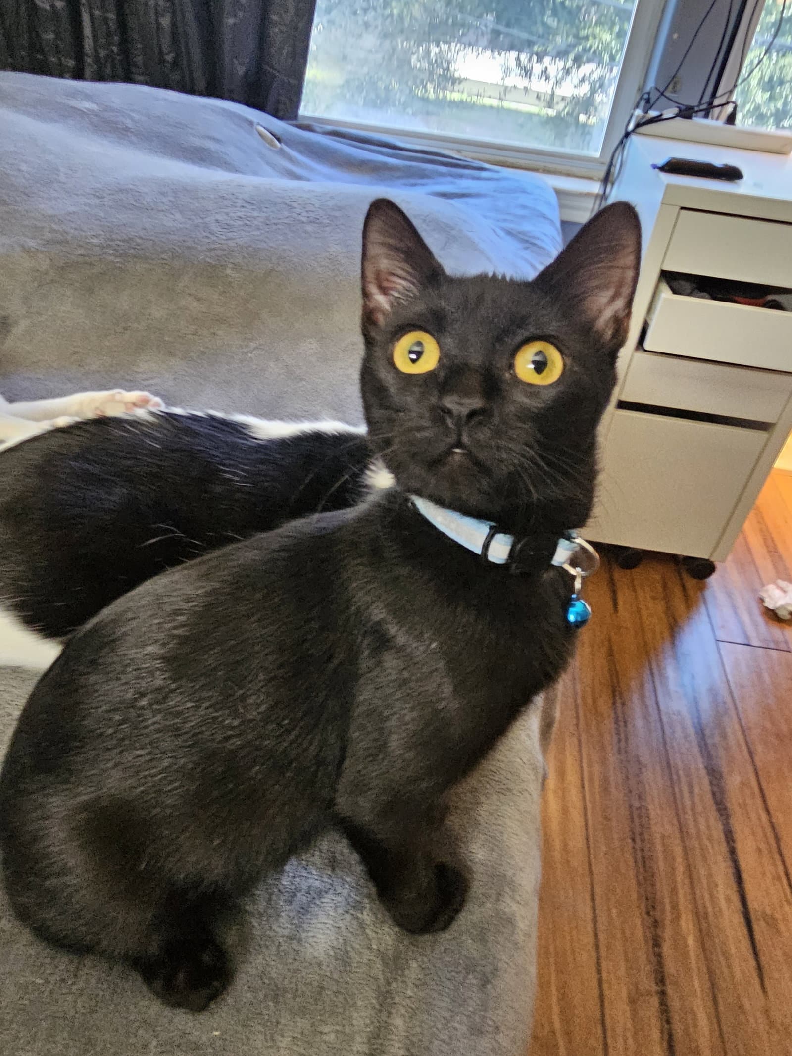 Theadora