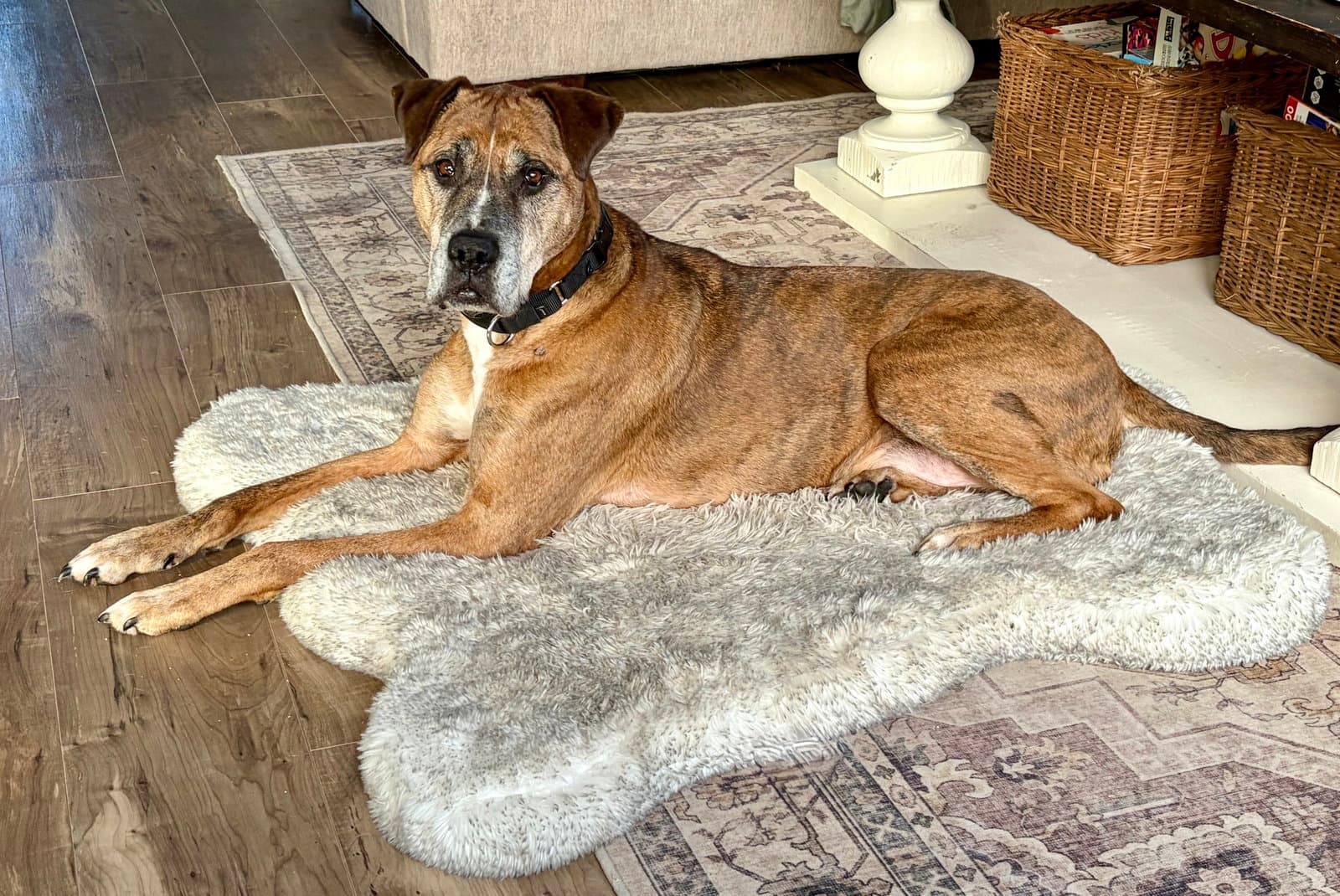 Brutus
