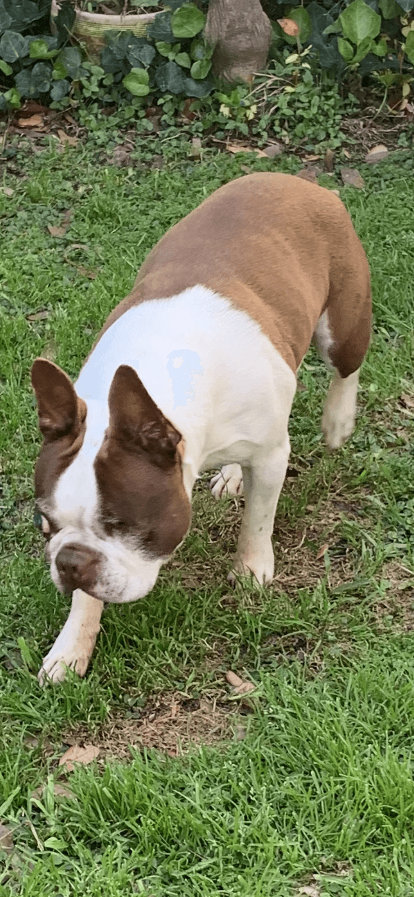 Bones - HOSPICE FOSTER