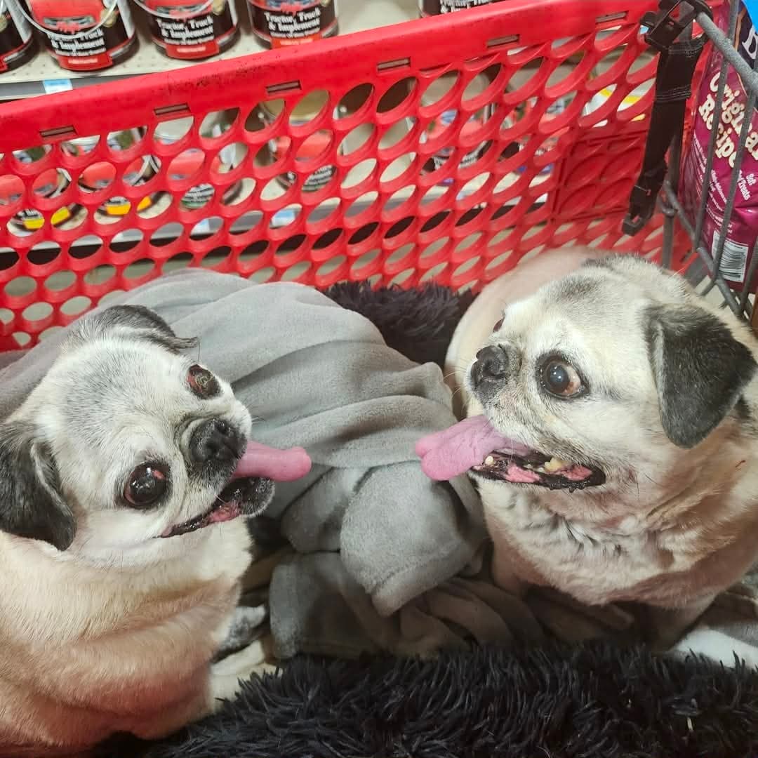 Pretty Girl & Shiner (BONDED PAIR)