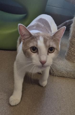 Milo