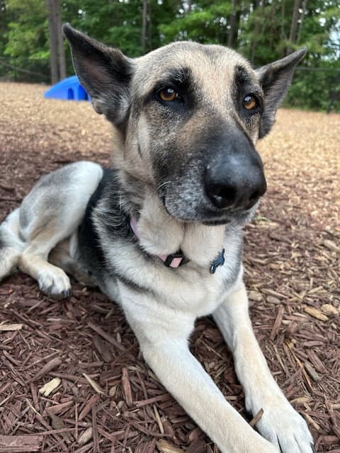 Maggie