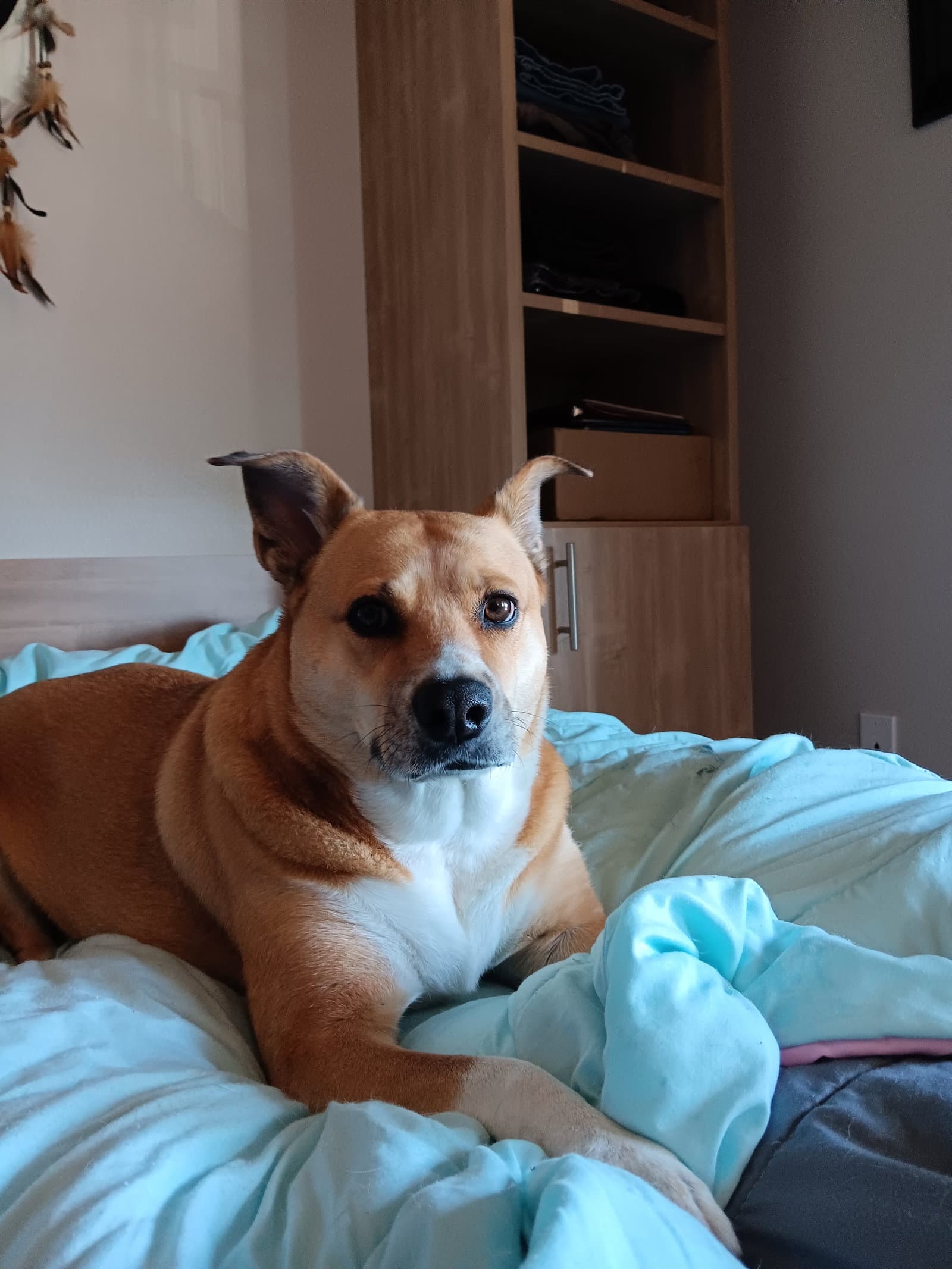 Nova