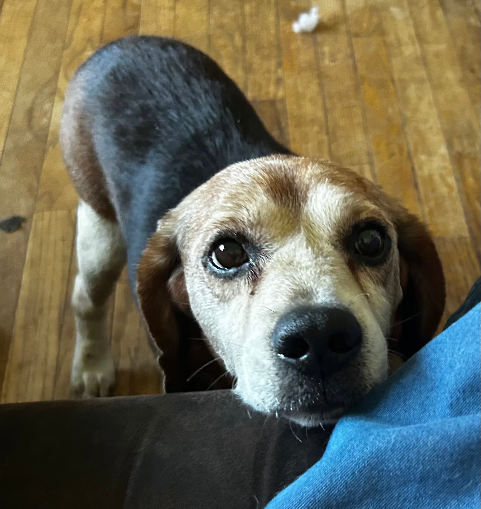 Bob The Beagle