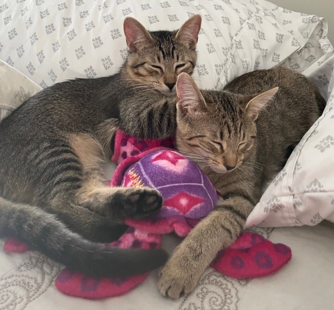 Sugar Bear and Sweet Pea