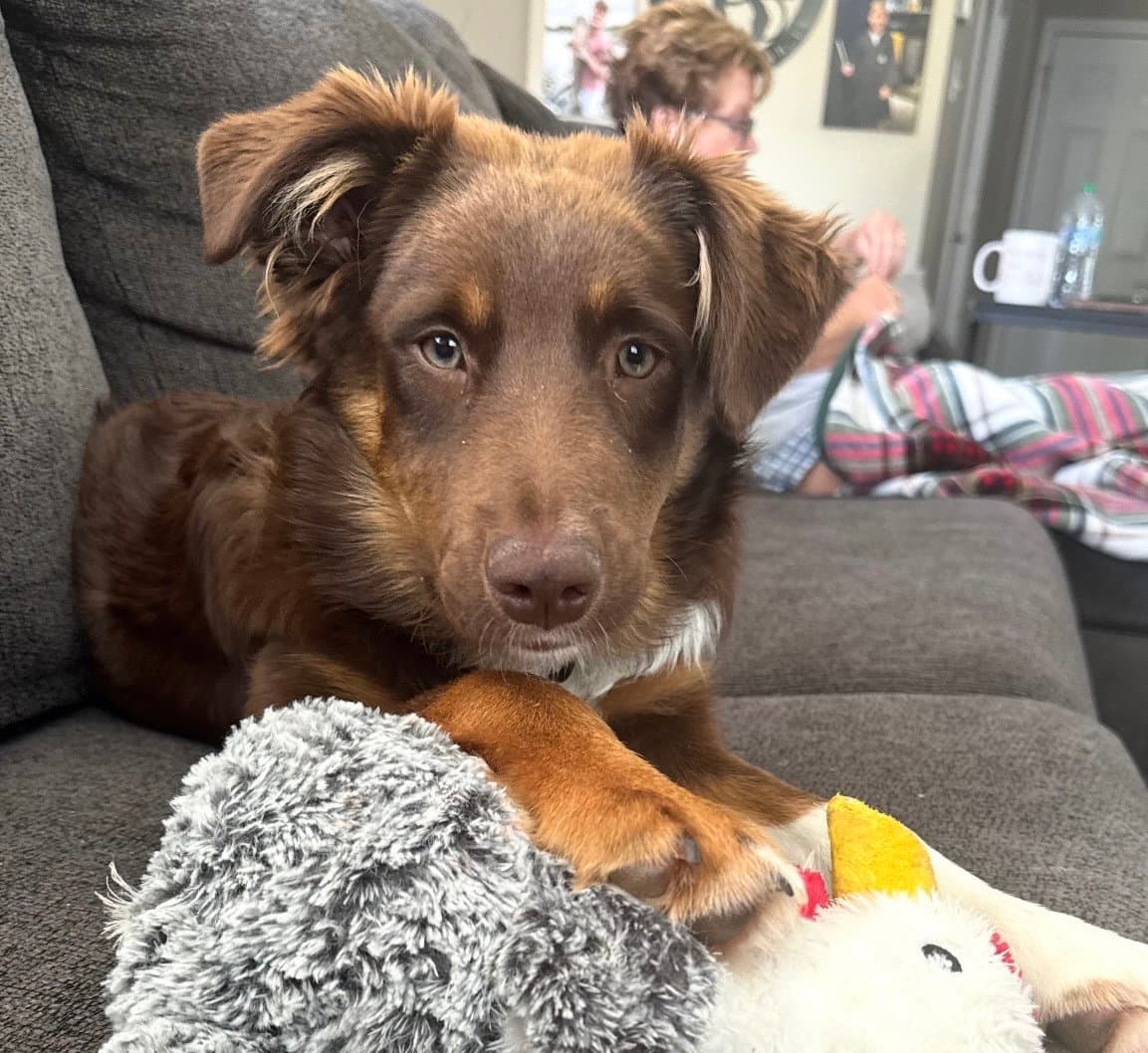 Teddy