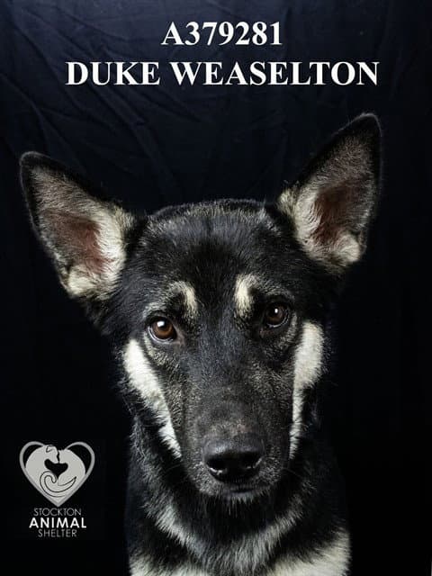 Duke Weaselton