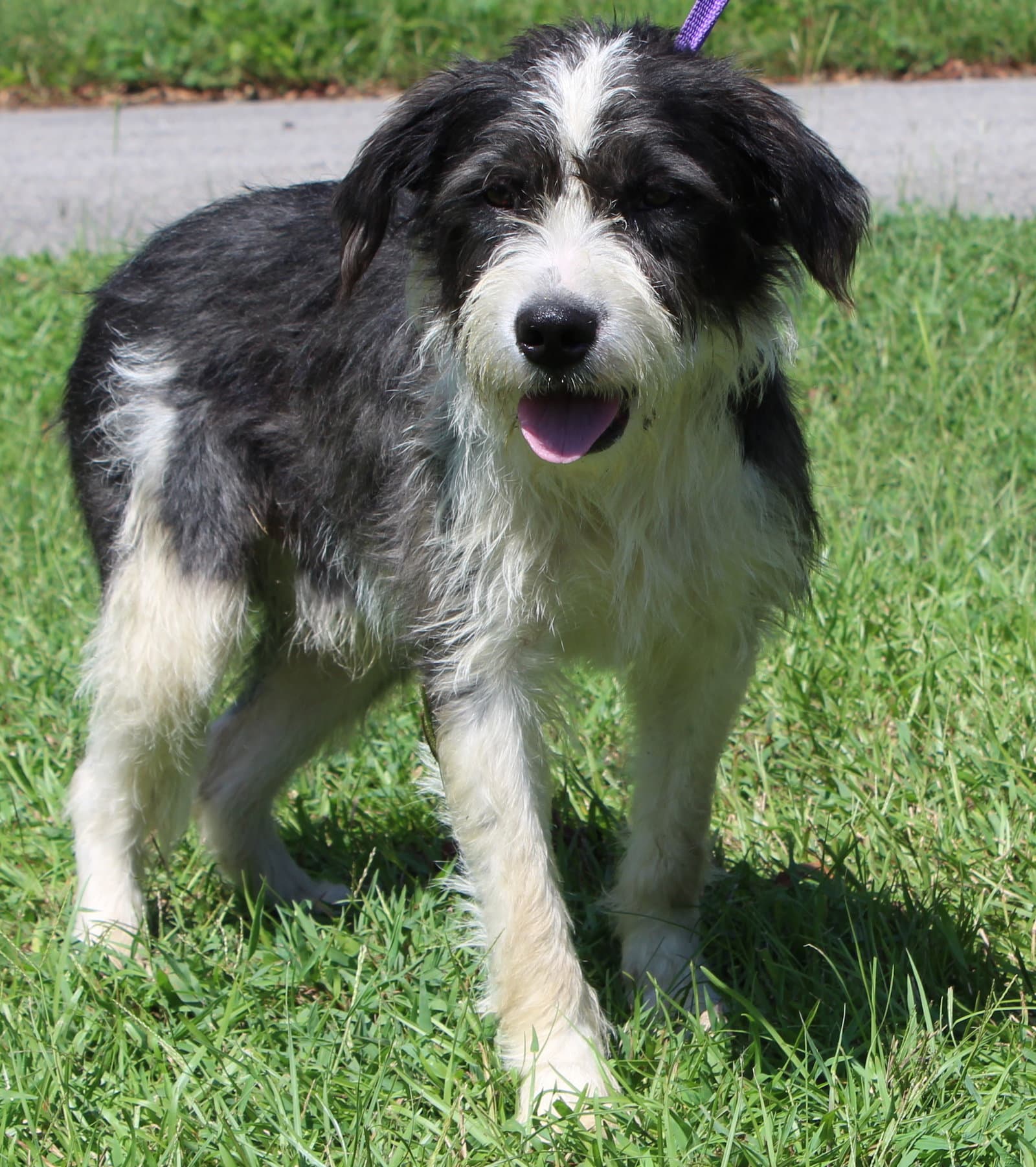Skipper 44367