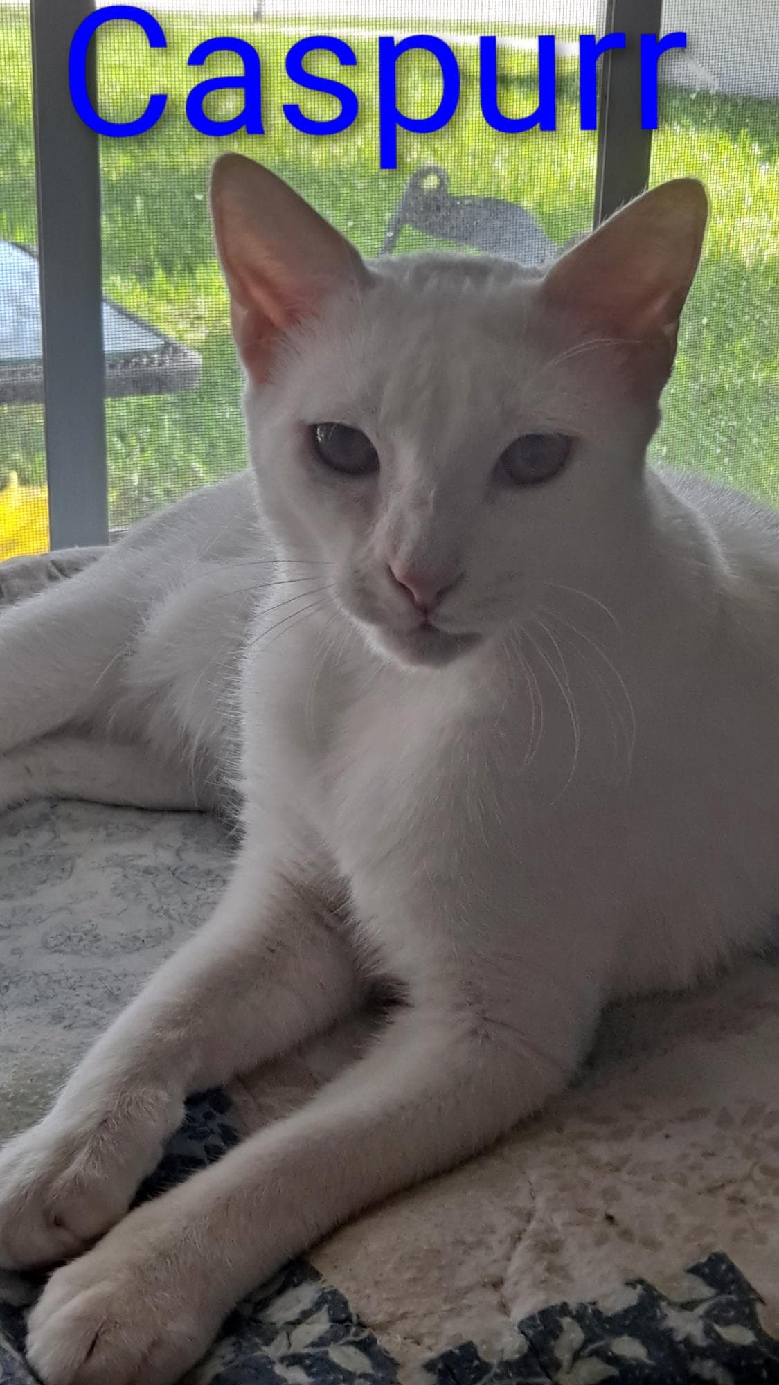 Caspurr (8495)