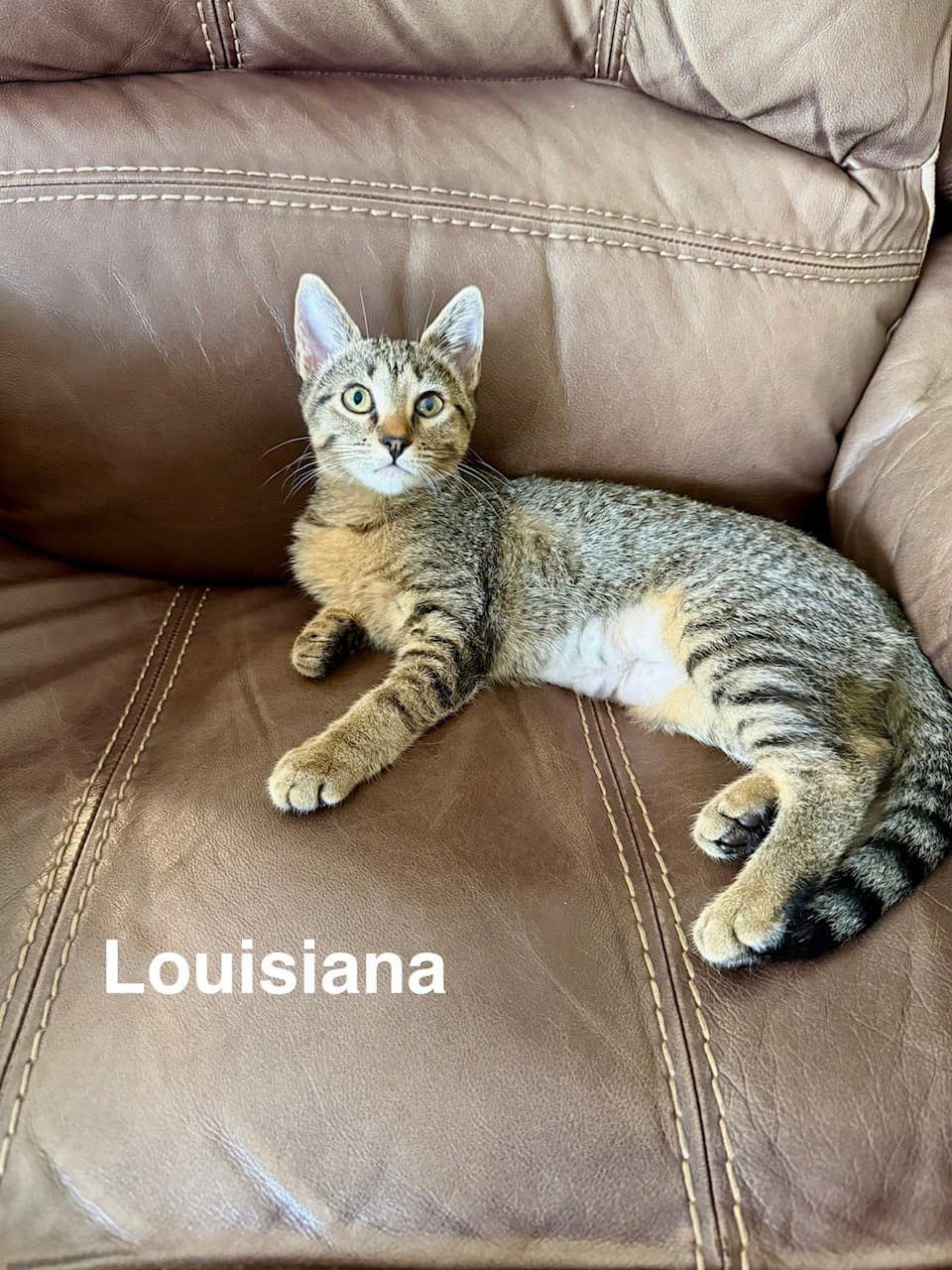 Louisiana (3059)