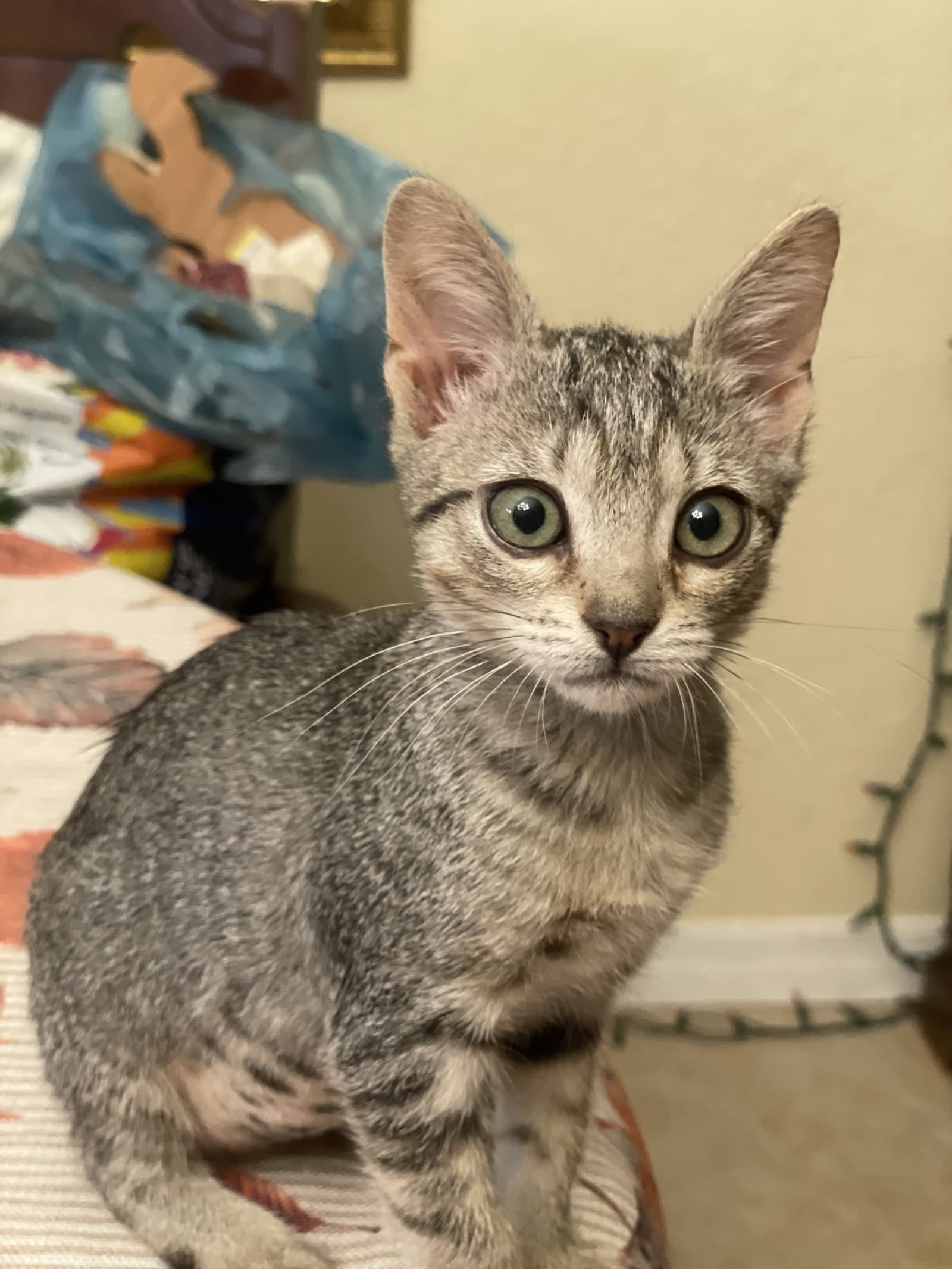 Tinkerbelle (new)