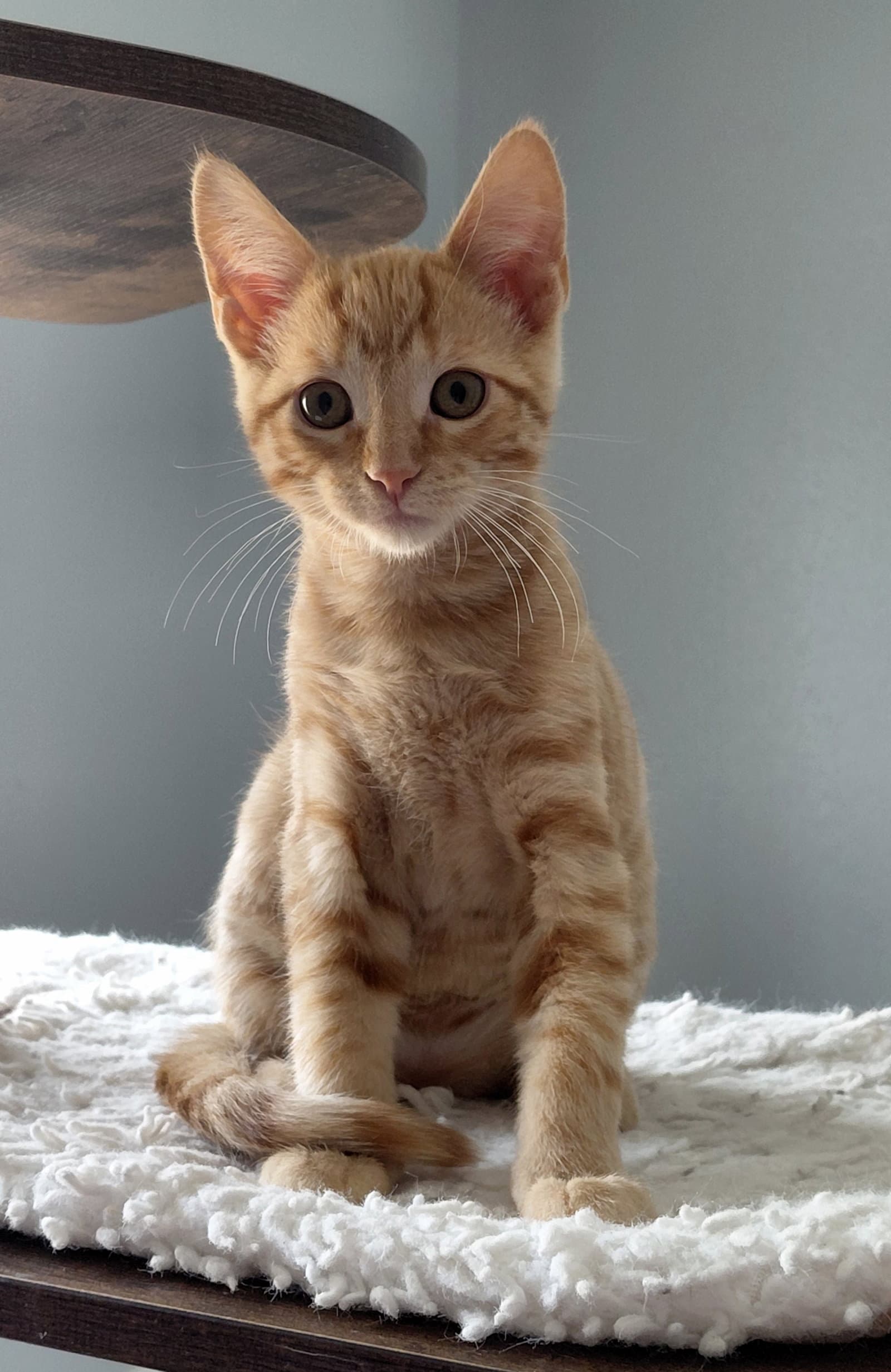 Sheldon
