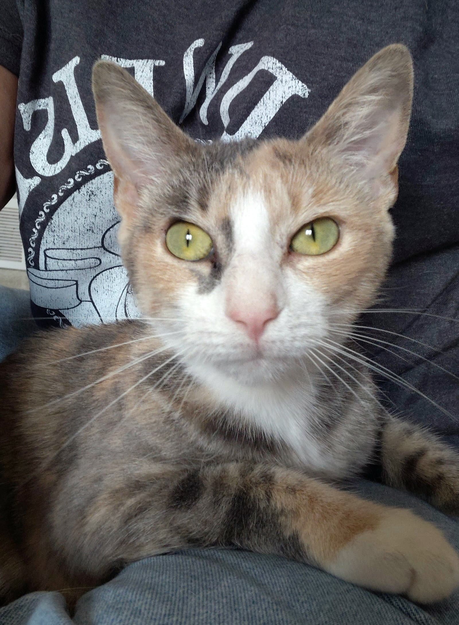 Jasmine