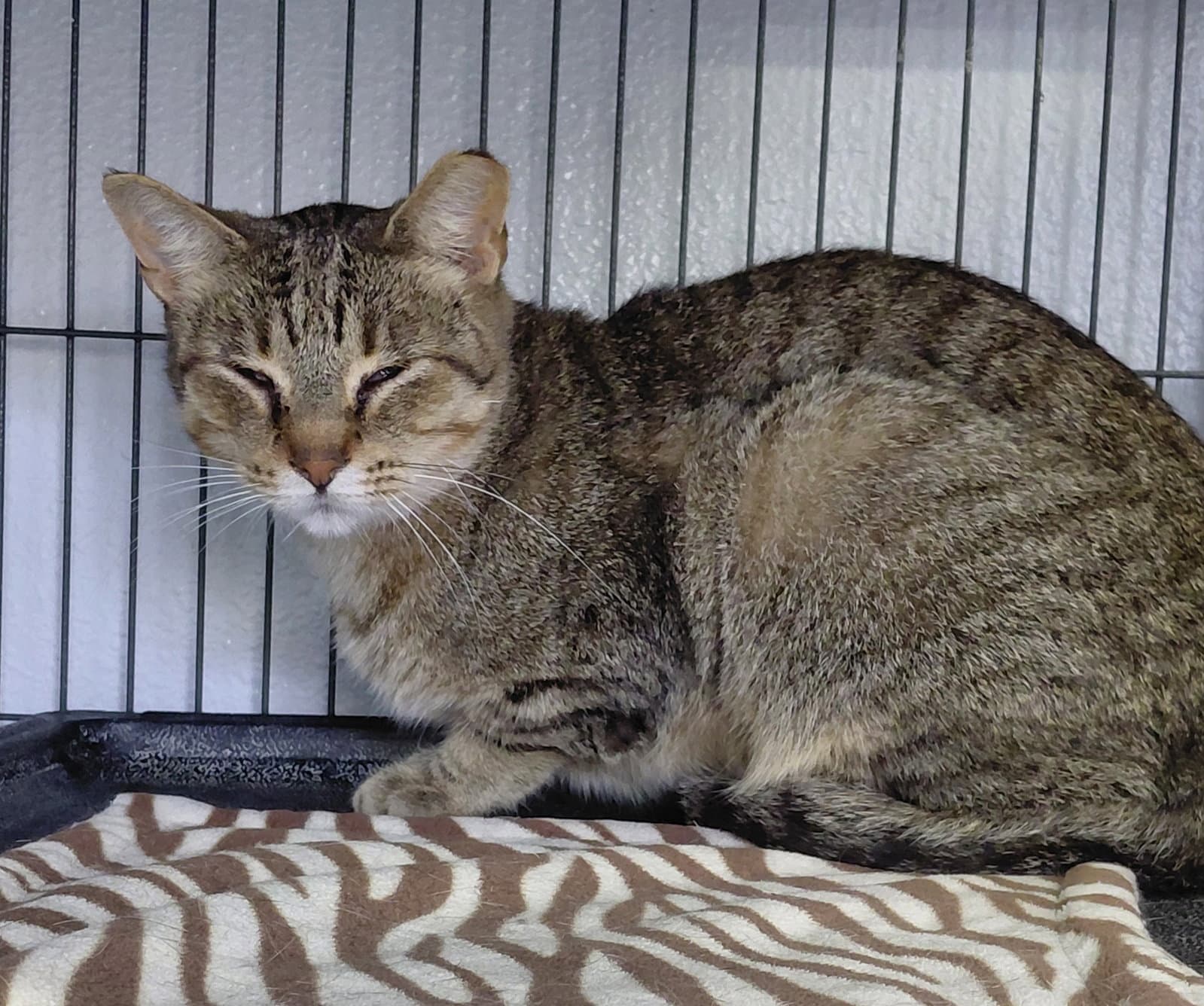 Vern (bonded with Millie)