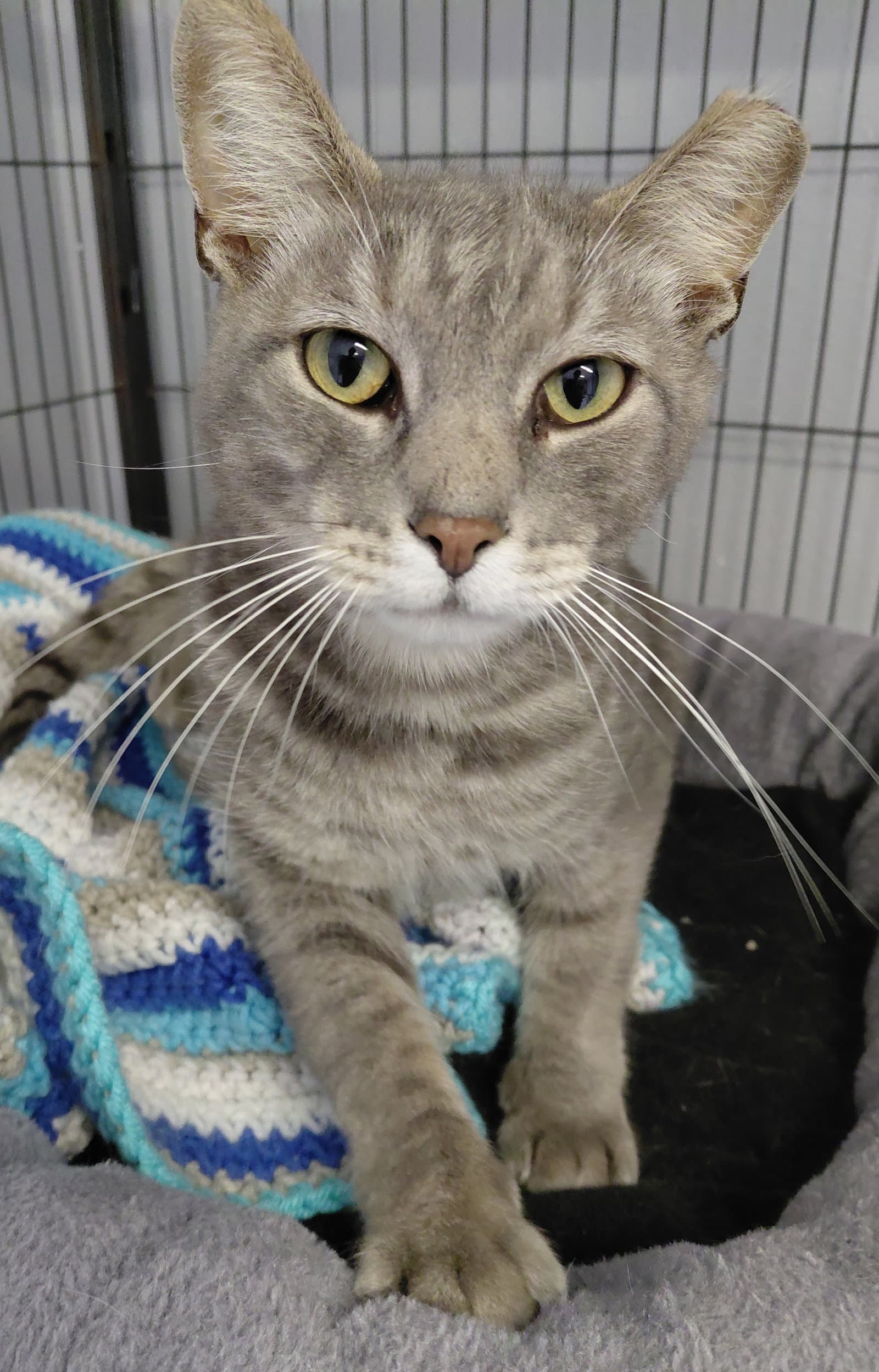 Millie (bonded with Vern)