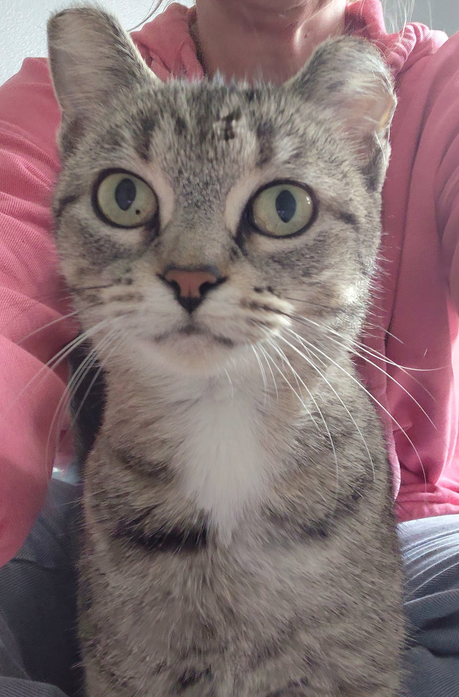 Elsa