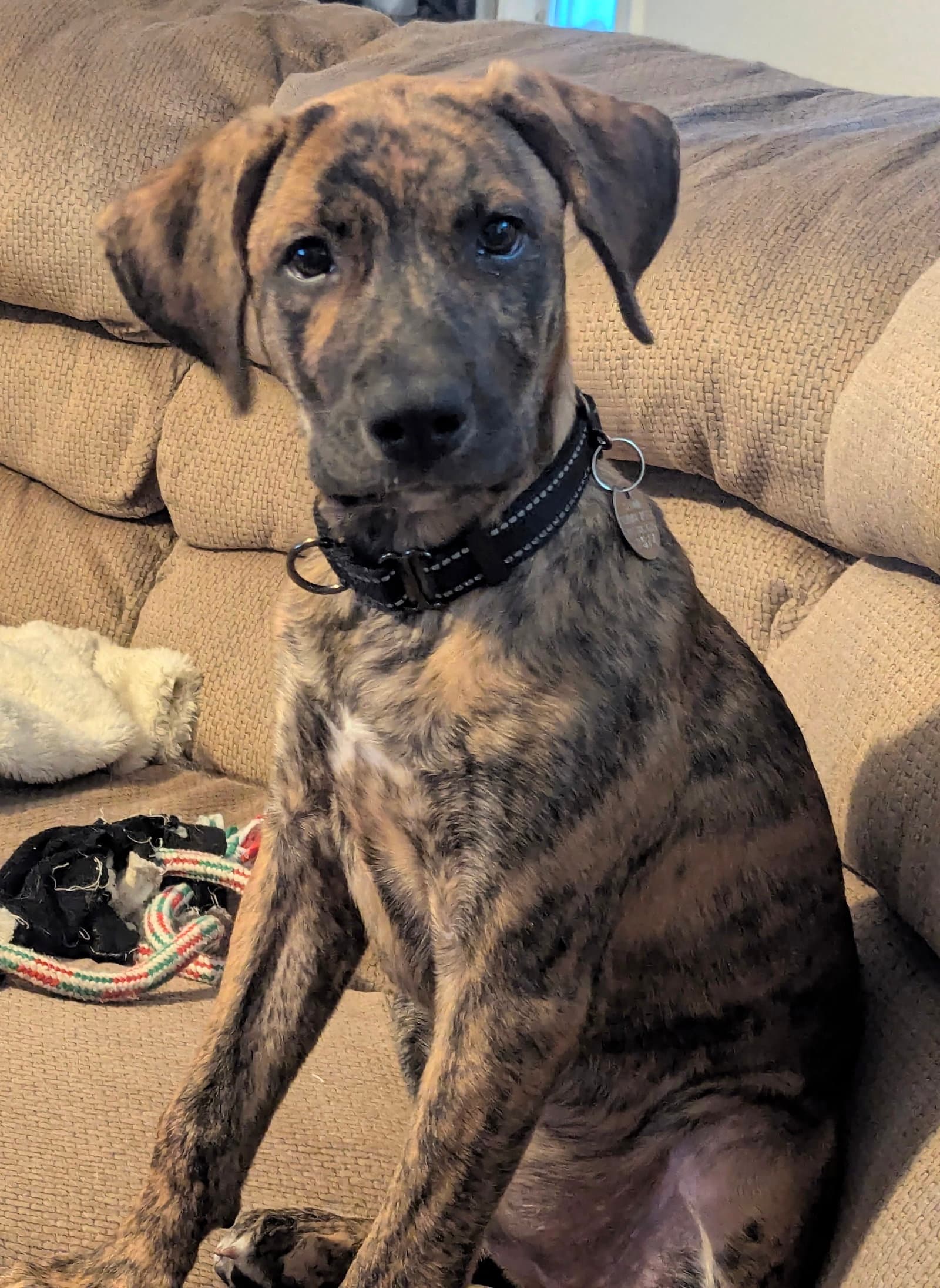 Gypsy