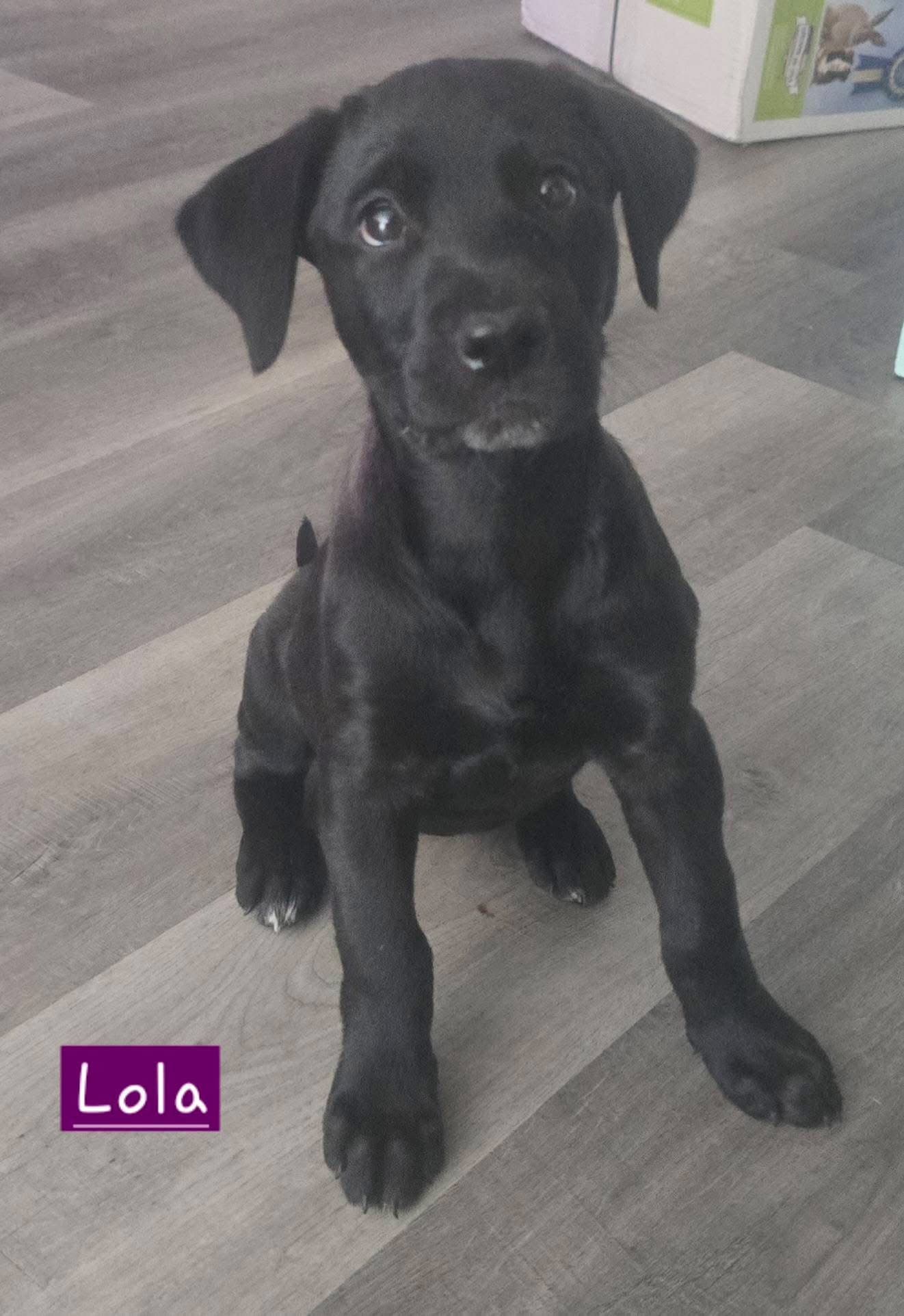 Lola
