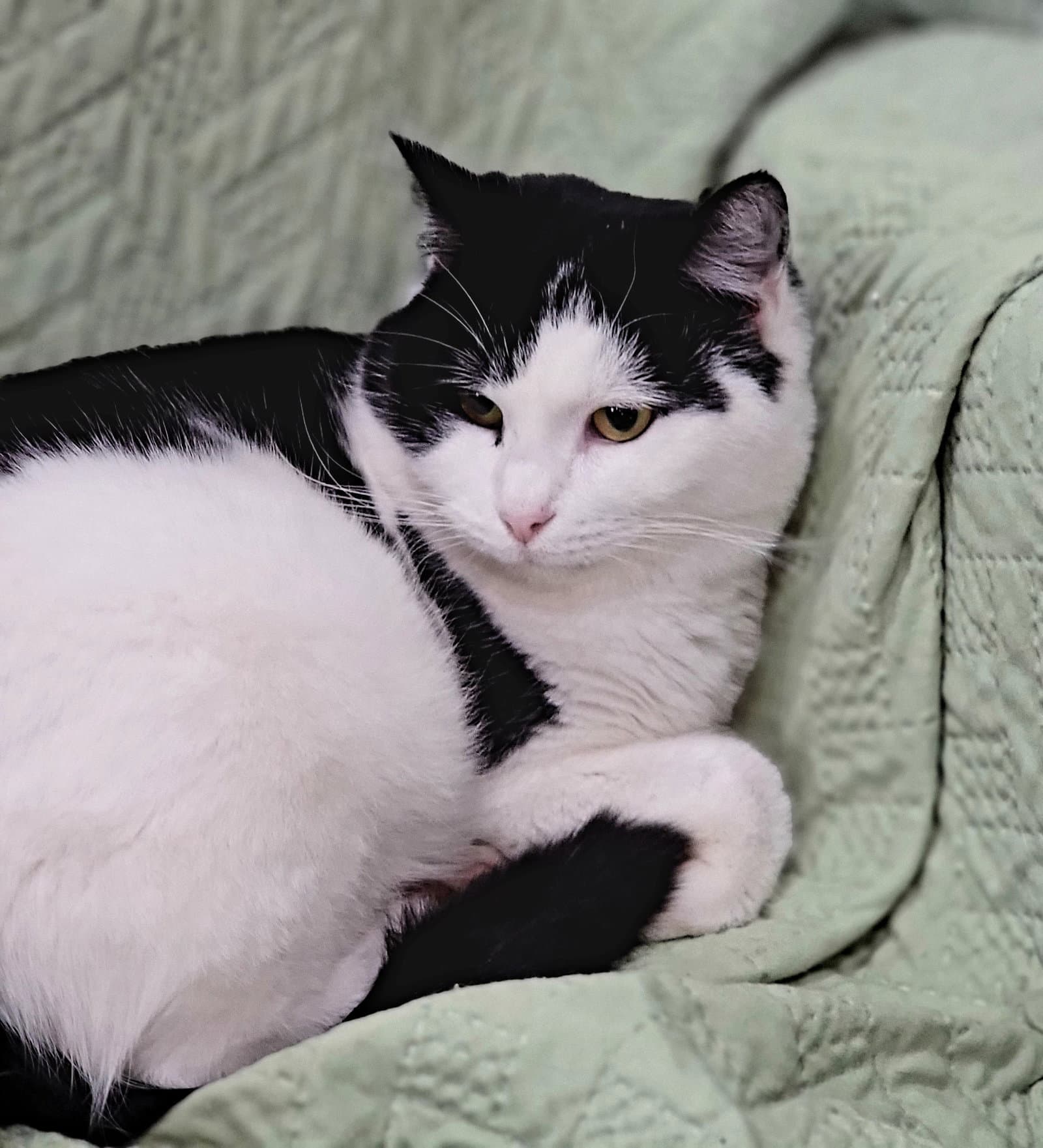 Gigi the cat