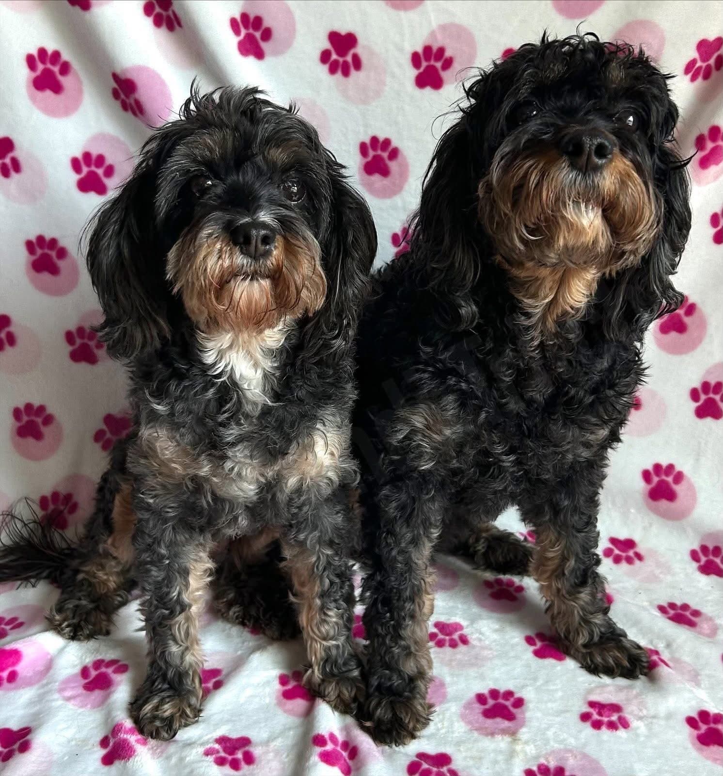 Tensley & Teddy