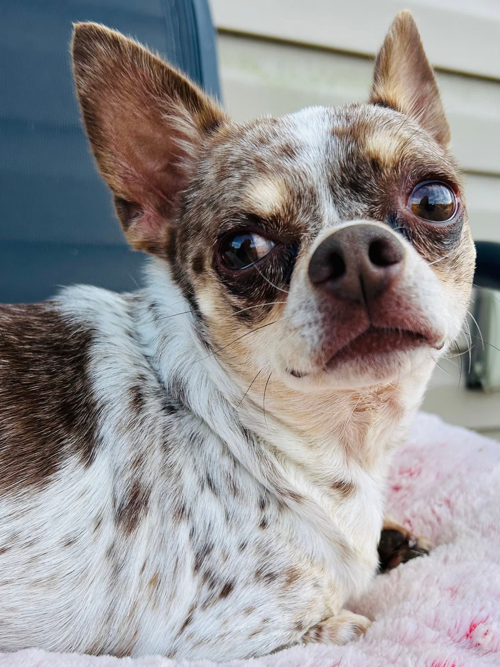 Dougie