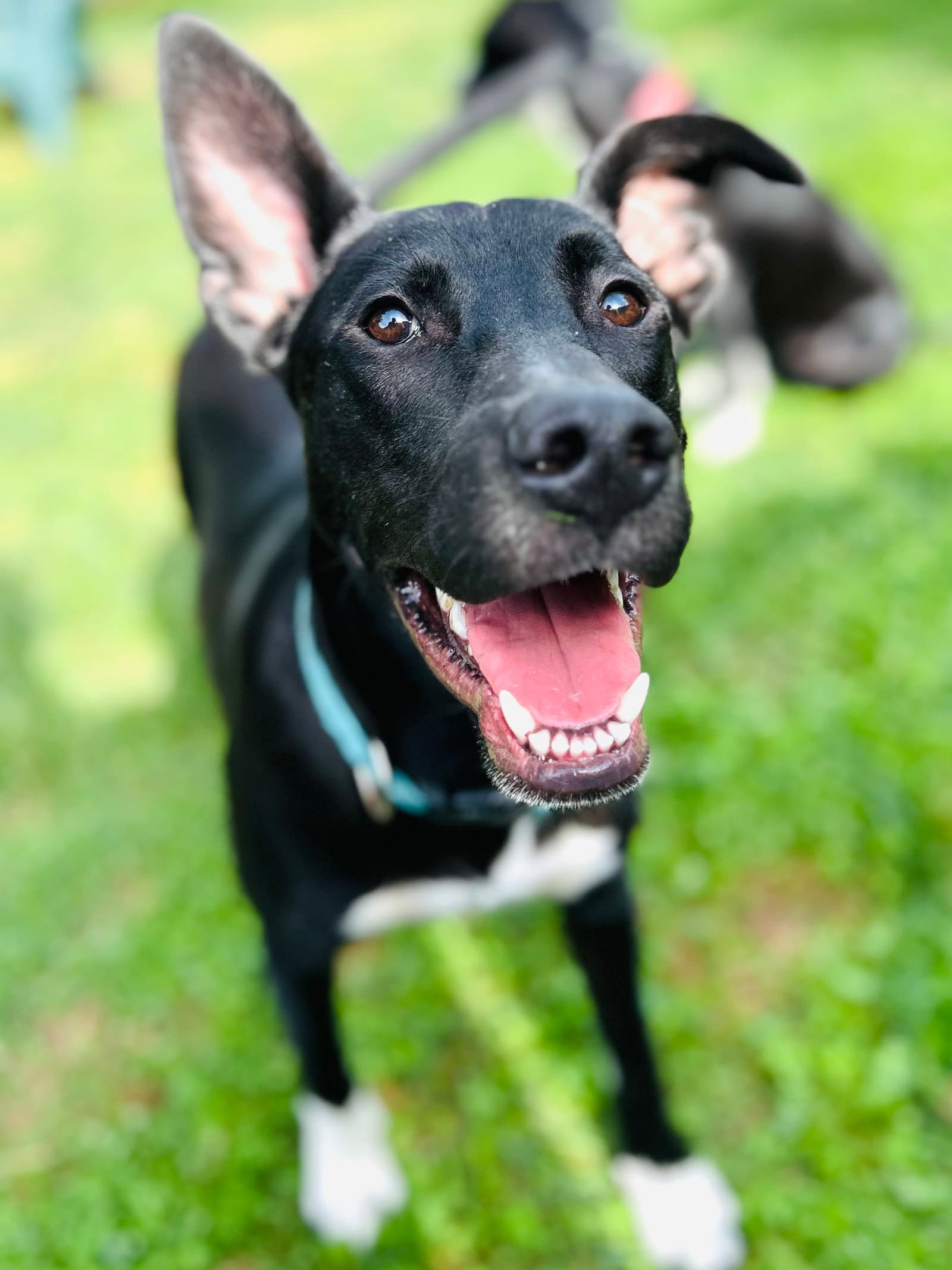 Sammy