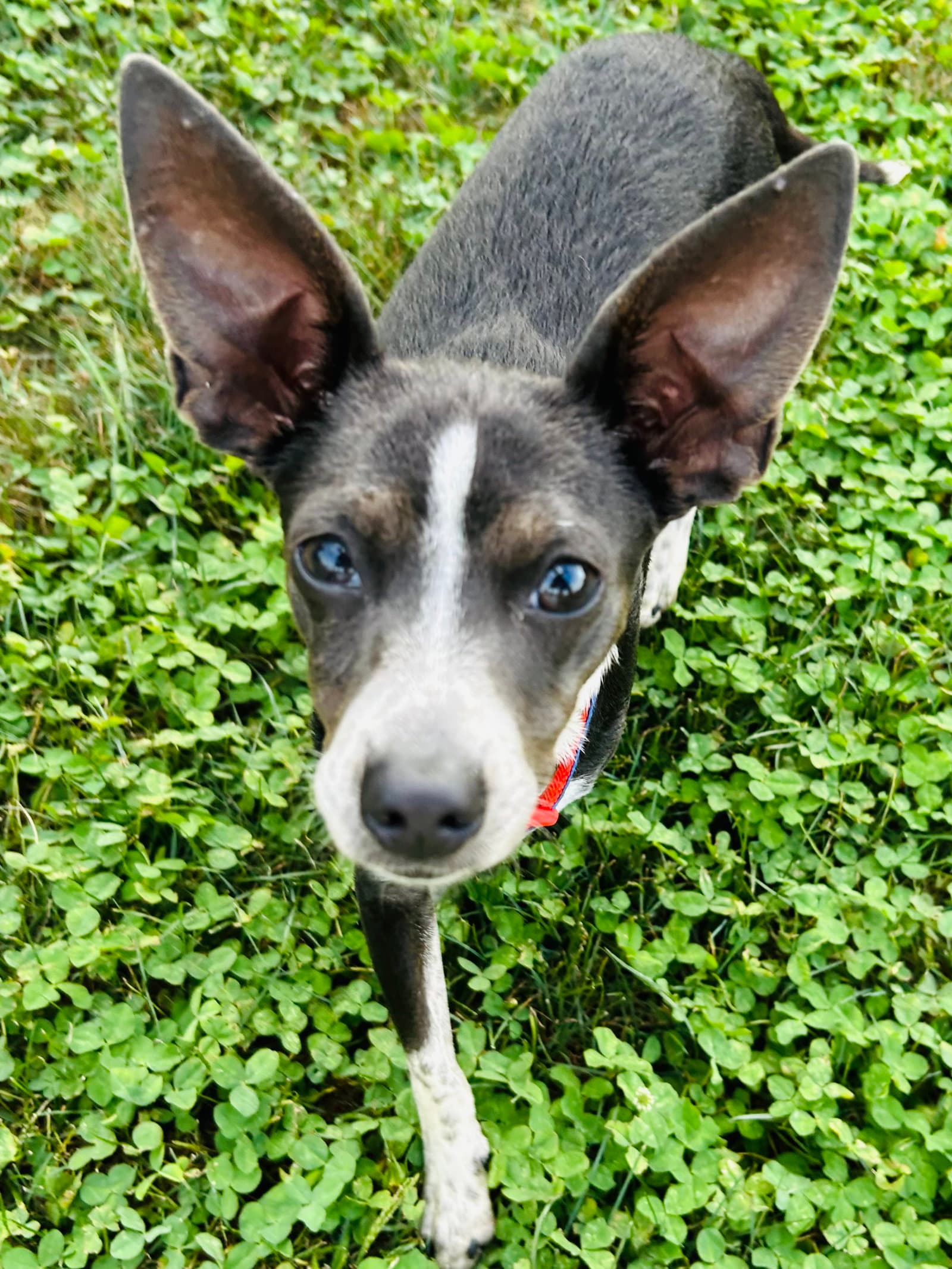 Angel Rat Terrier