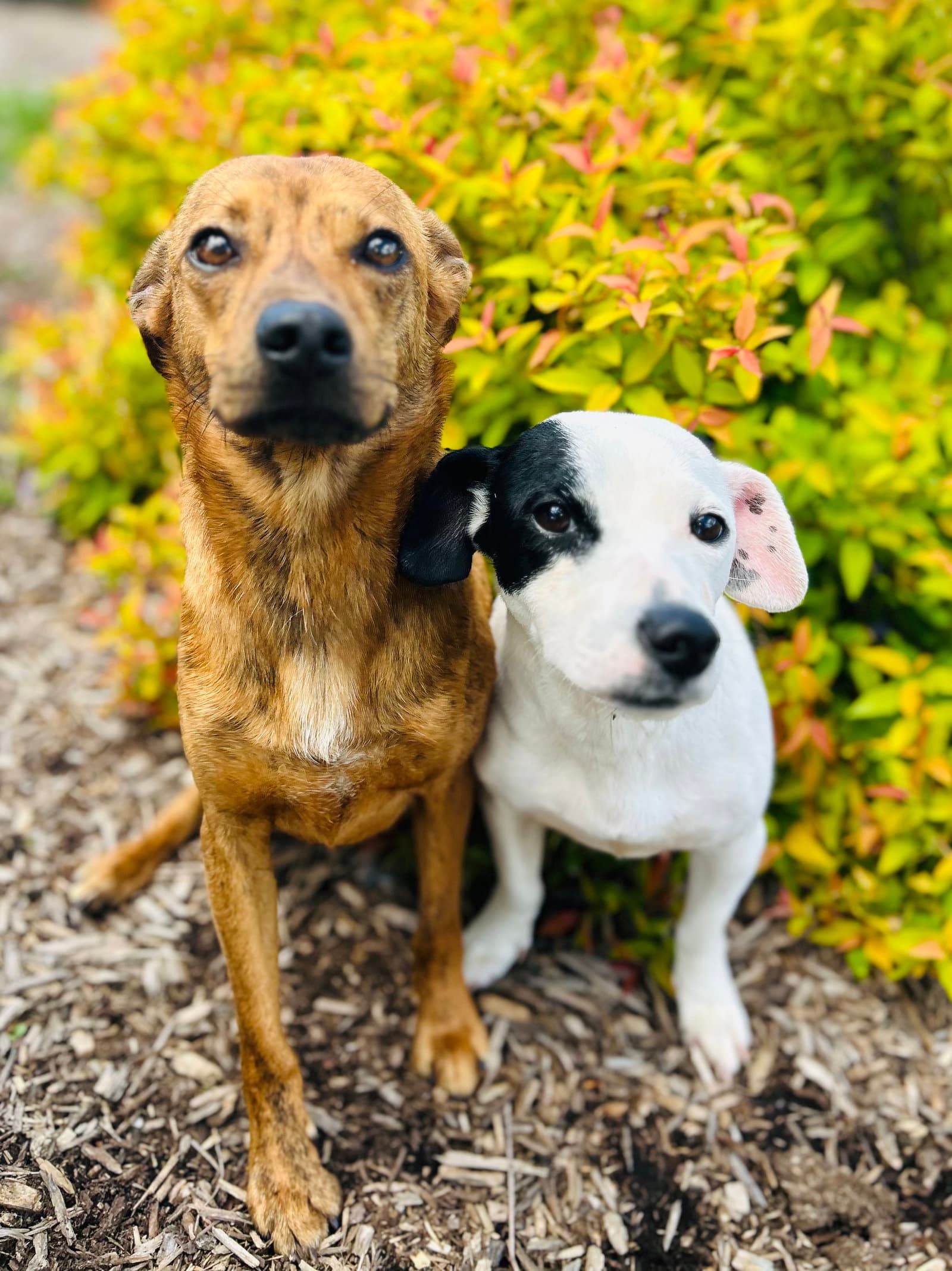 Cash & Gizmo