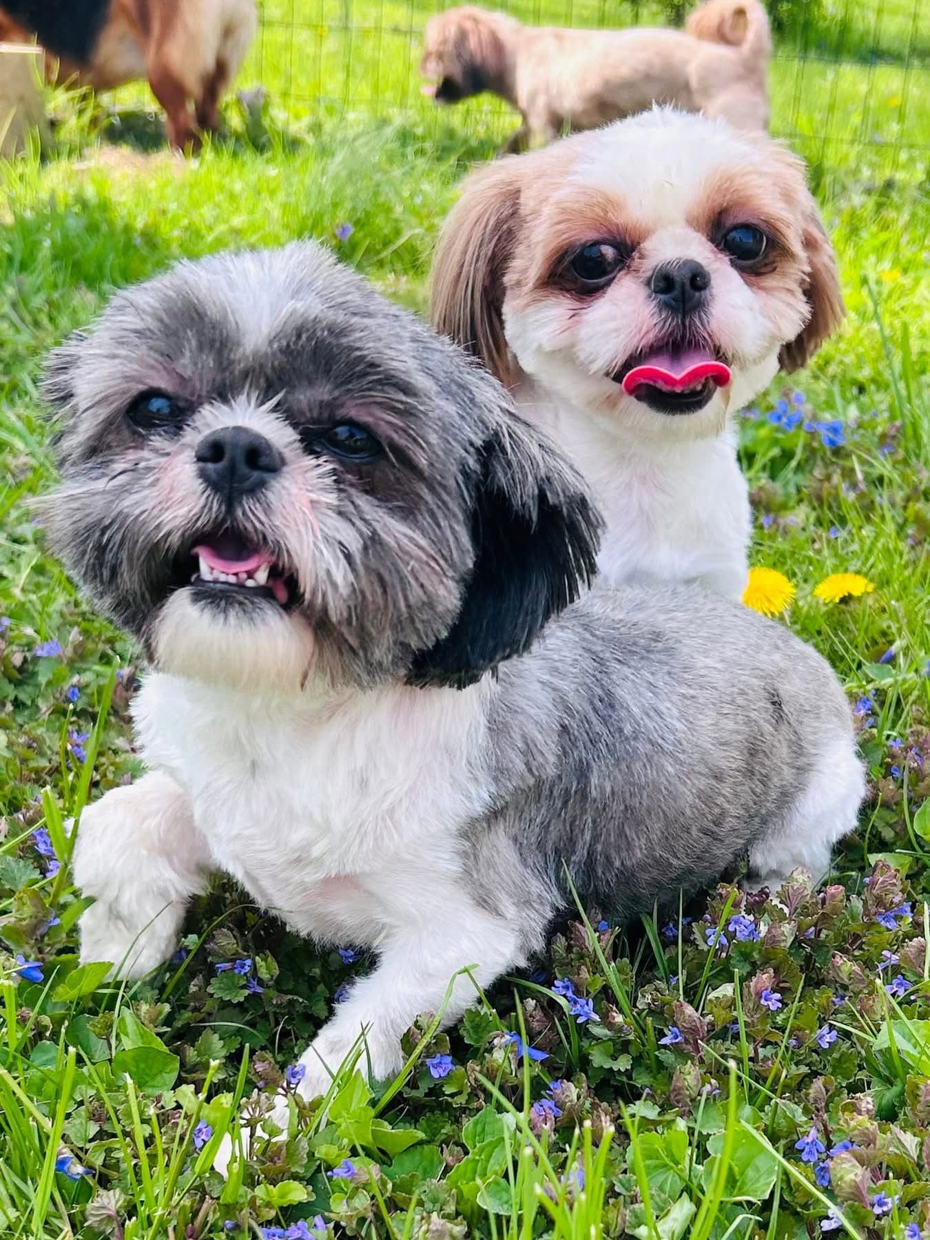 Camper & Carlie