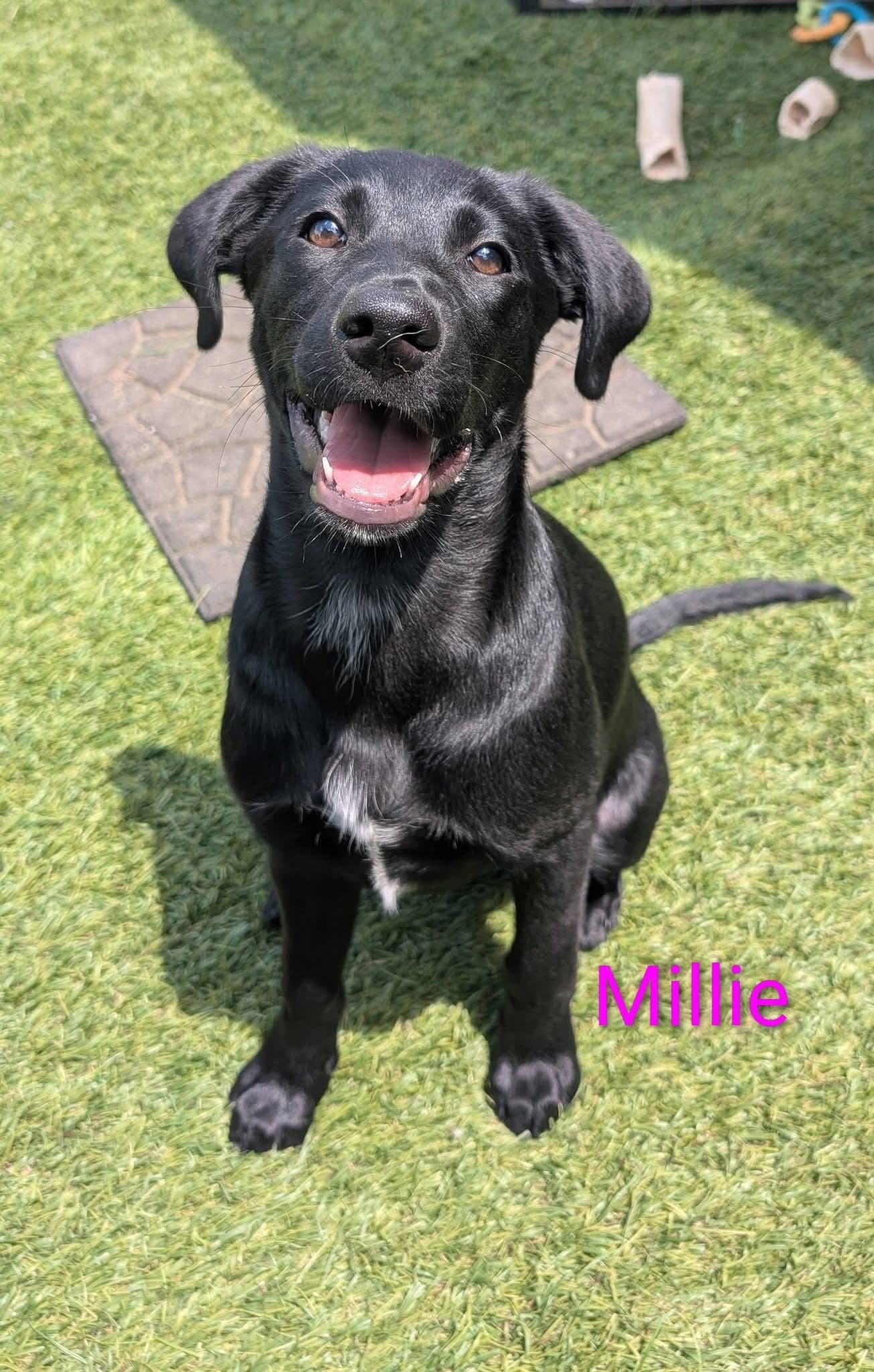 Millie